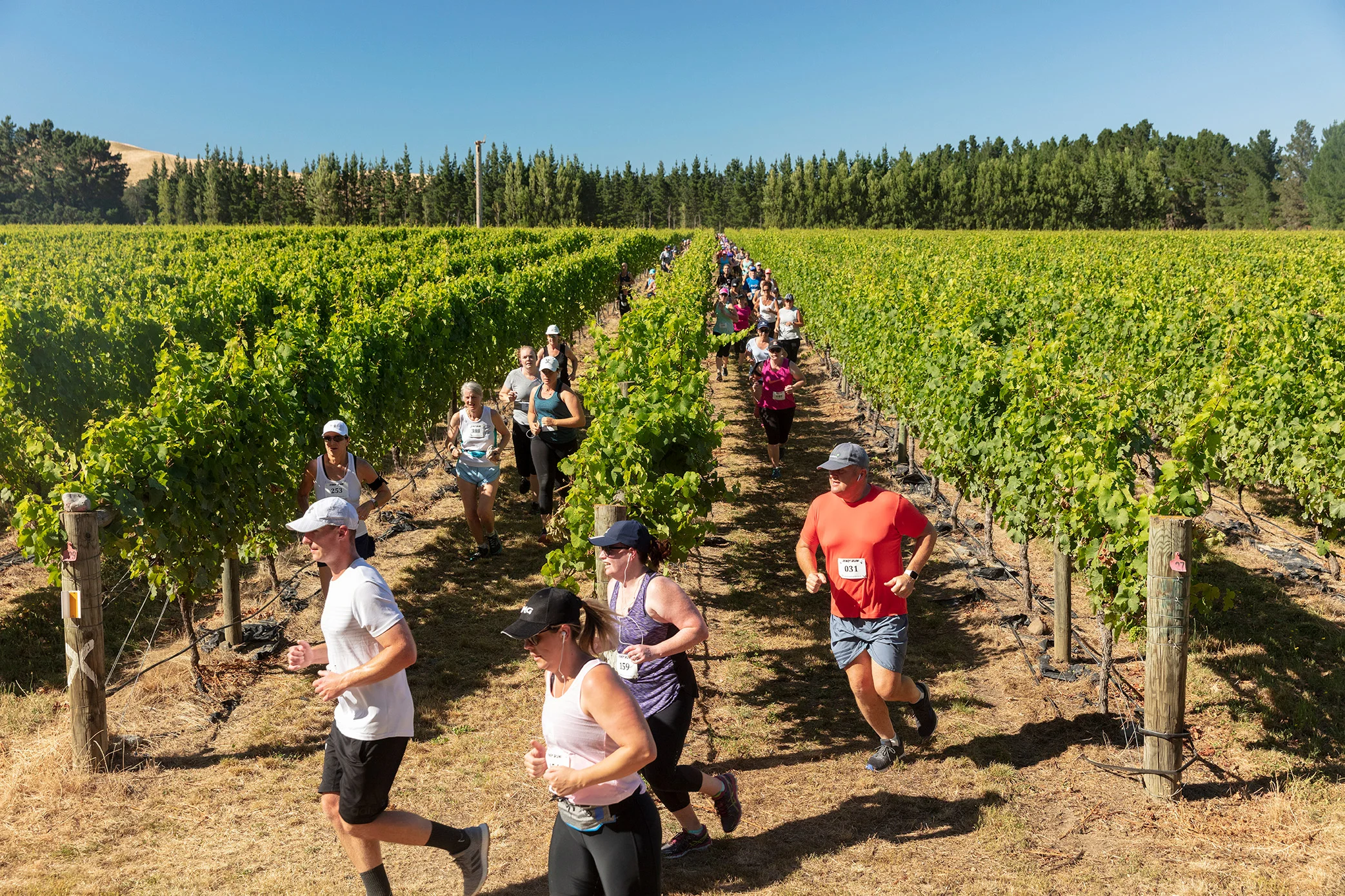Pegbay_2019_Vinerun_071.jpg
