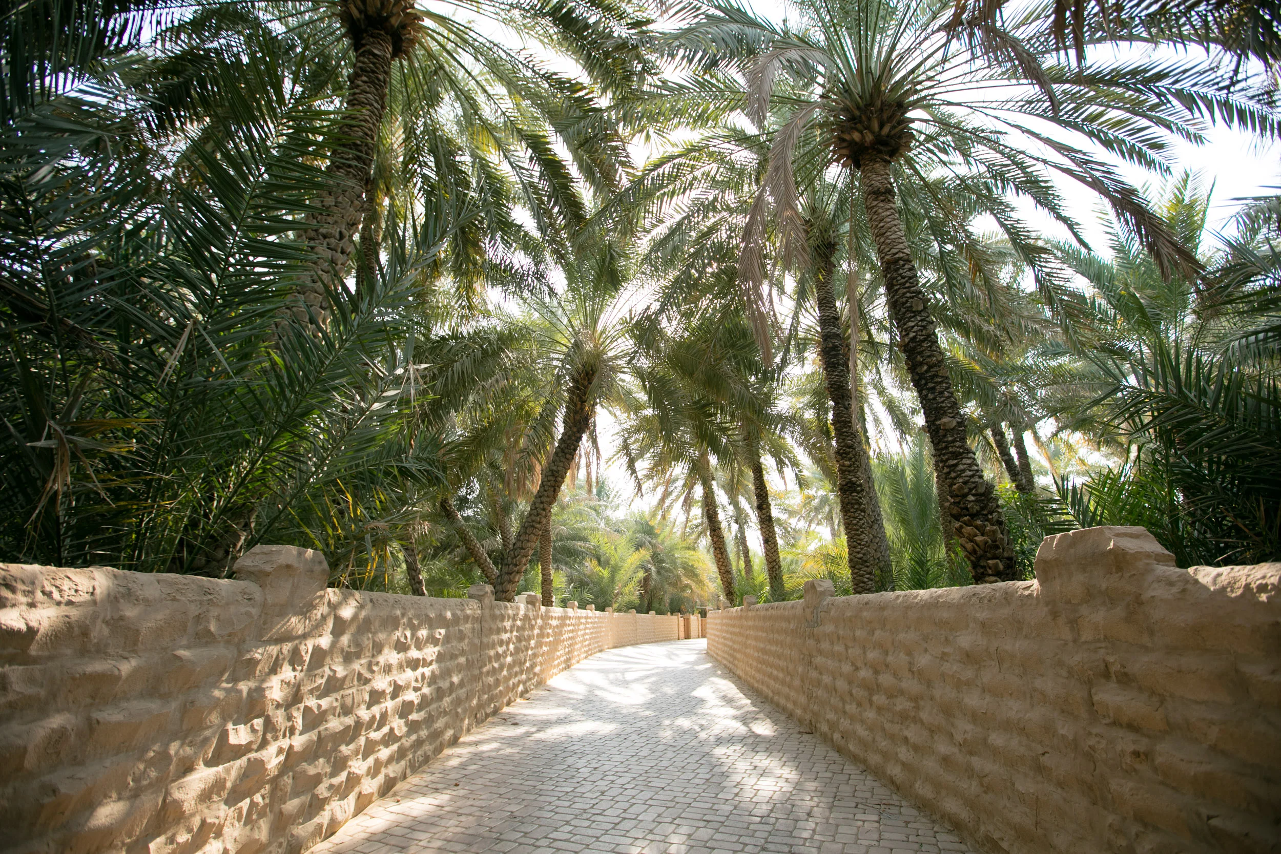 Al Ain Oasis is a UNESCO World Heritage Site and is characterised by palm-lined corridors and greenery amid the desert landscape.