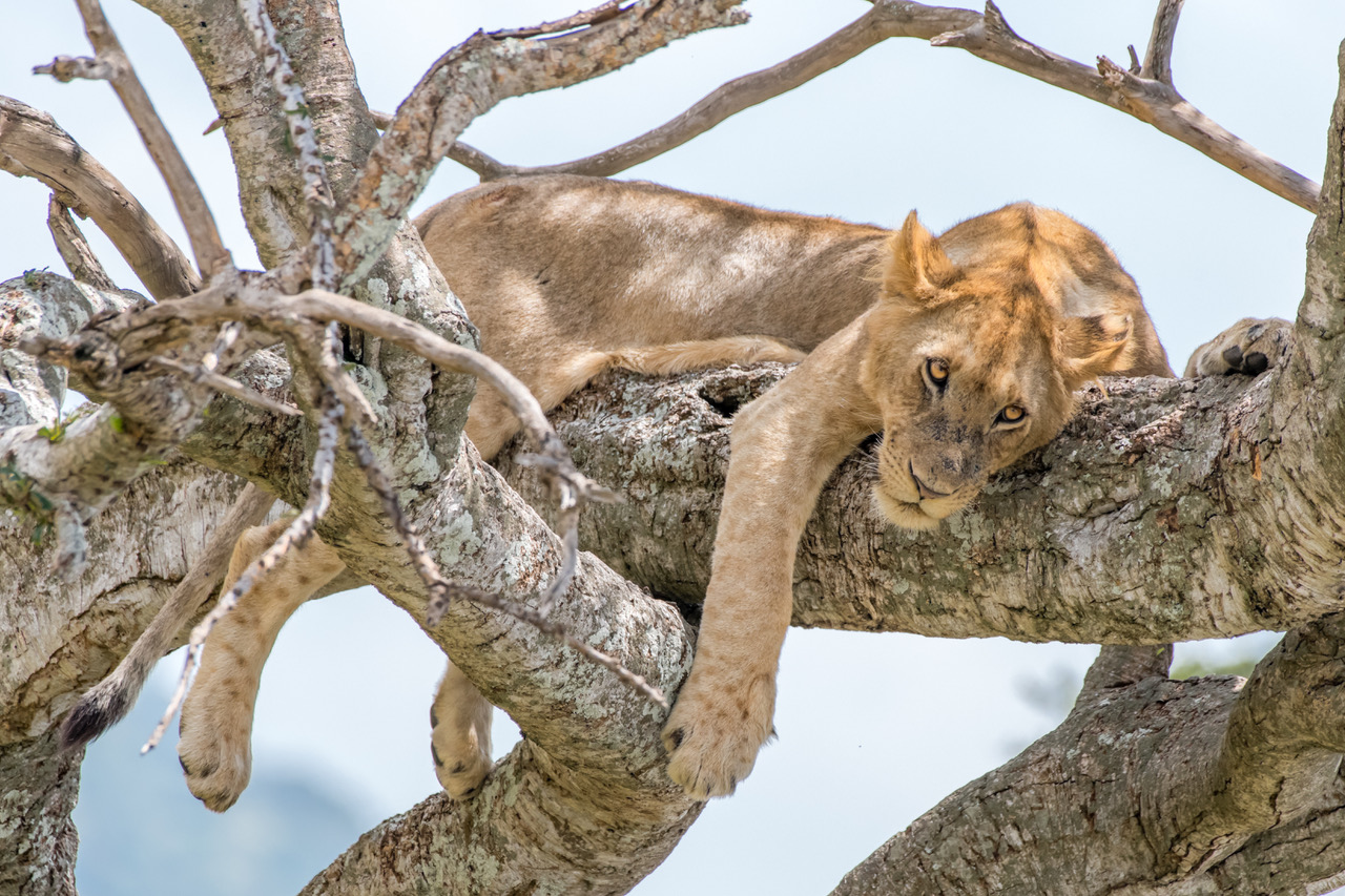Lion sleeping in a tree in the Masai Mara Triangle. Courtesy Harold Vanderschmidt.