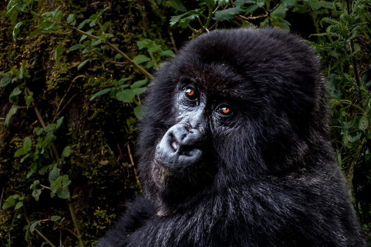 Sustainability, art and wildlife: Harold Vanderschmidt