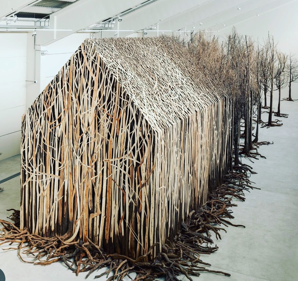 Uprooted is a star piece of Sharjah Biennial @sharjahart .. Doris Salcedo made the installation from dead trees to symbolise the predicament of a refugee: permanently impermanent .. my full review is now available to read in @hadaramagazine #sharjah 