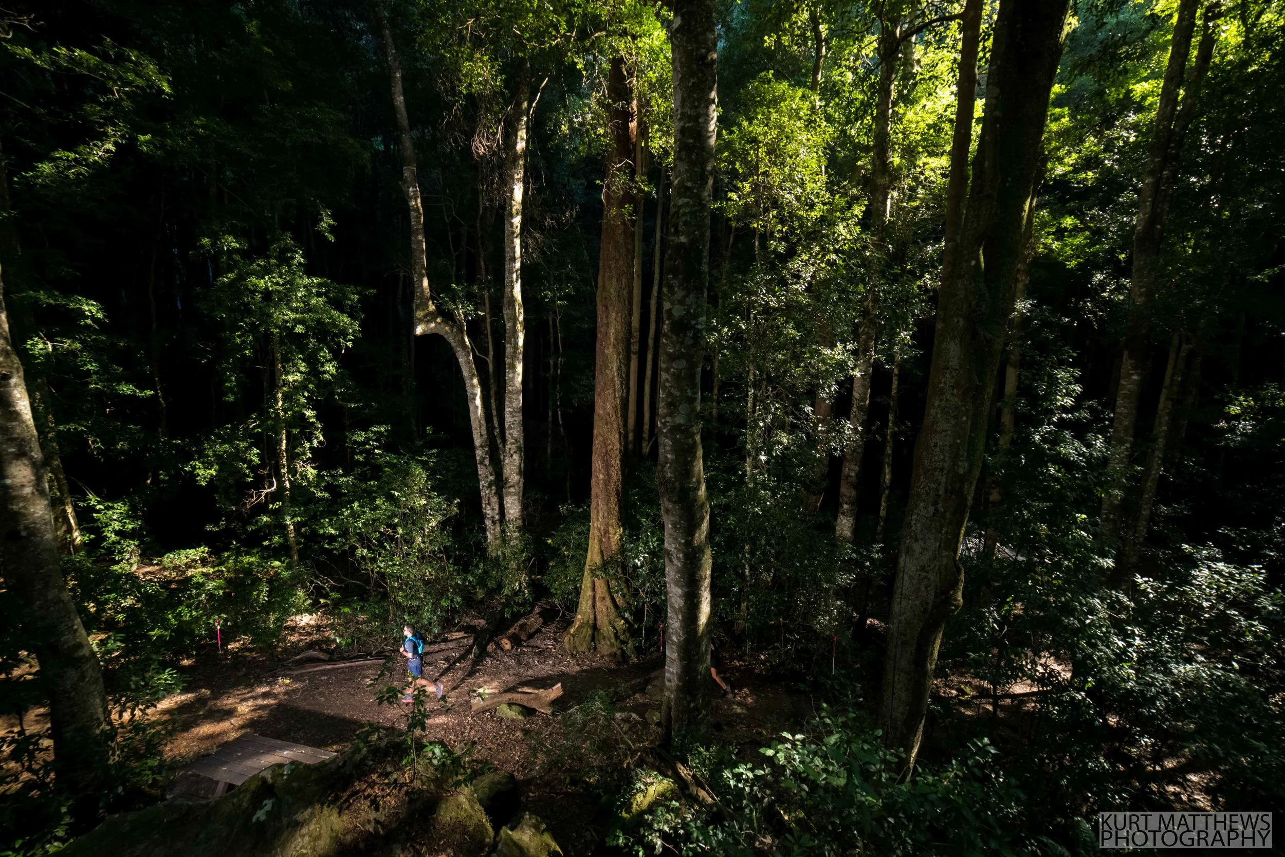 The spectacular leura forest.