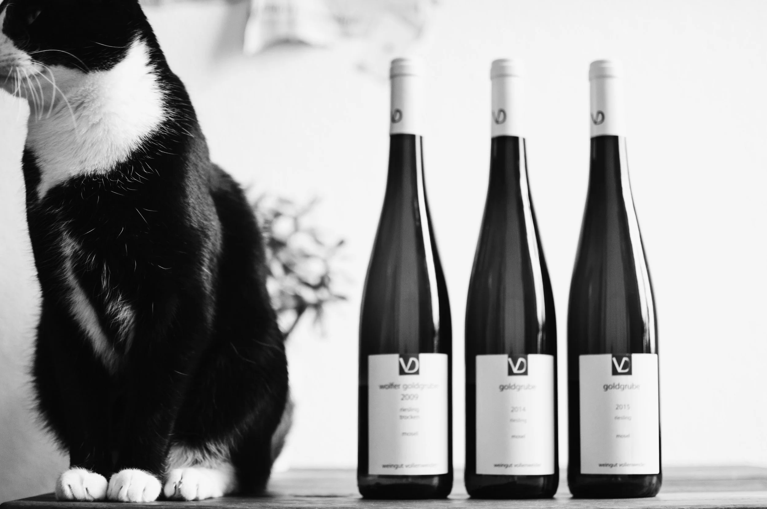 We are not only photographing the Heroes of Riesling but sometimes also true cat heroes like this surprising visitor.