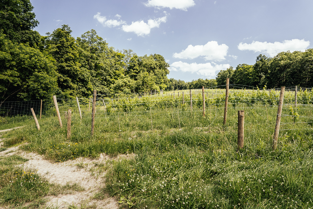 Heroes-of-riesling-Ravines-wine-cellar-05025.jpg