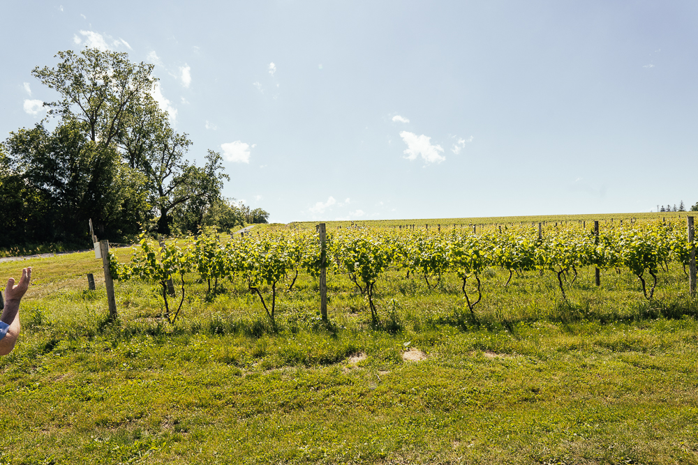 Heroes-of-riesling-Ravines-wine-cellar-04928.jpg