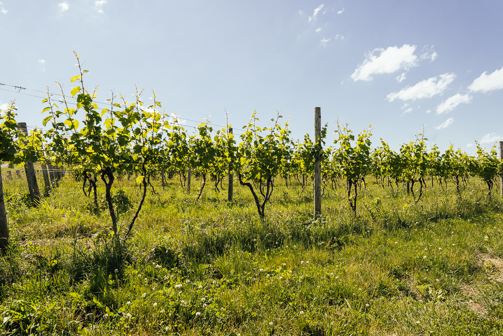 Heroes-of-riesling-Ravines-wine-cellar-04922.jpg