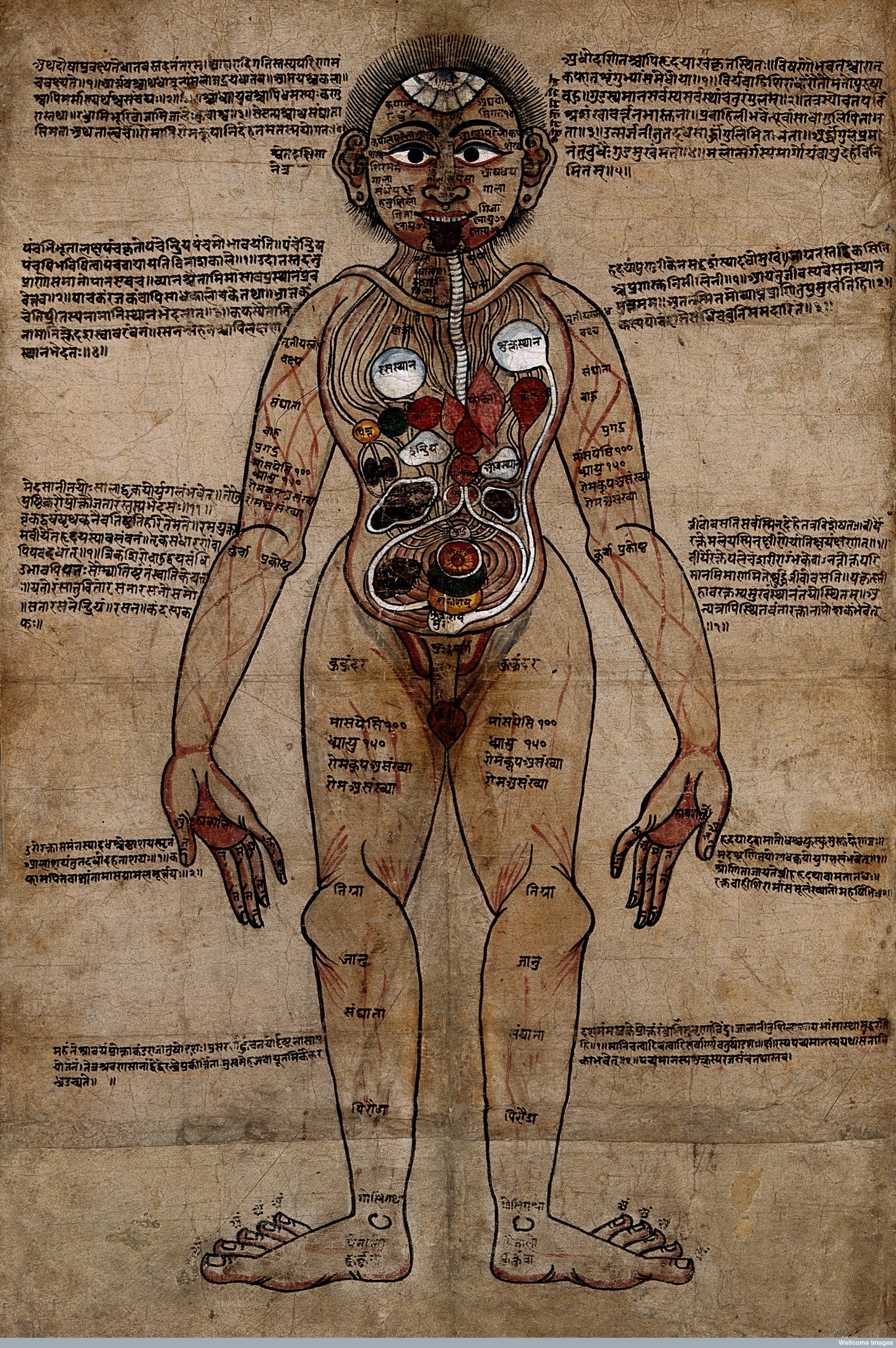 The Ayurvedic Man, pen and watercolour, 18th Century. Wellcome Library, London.