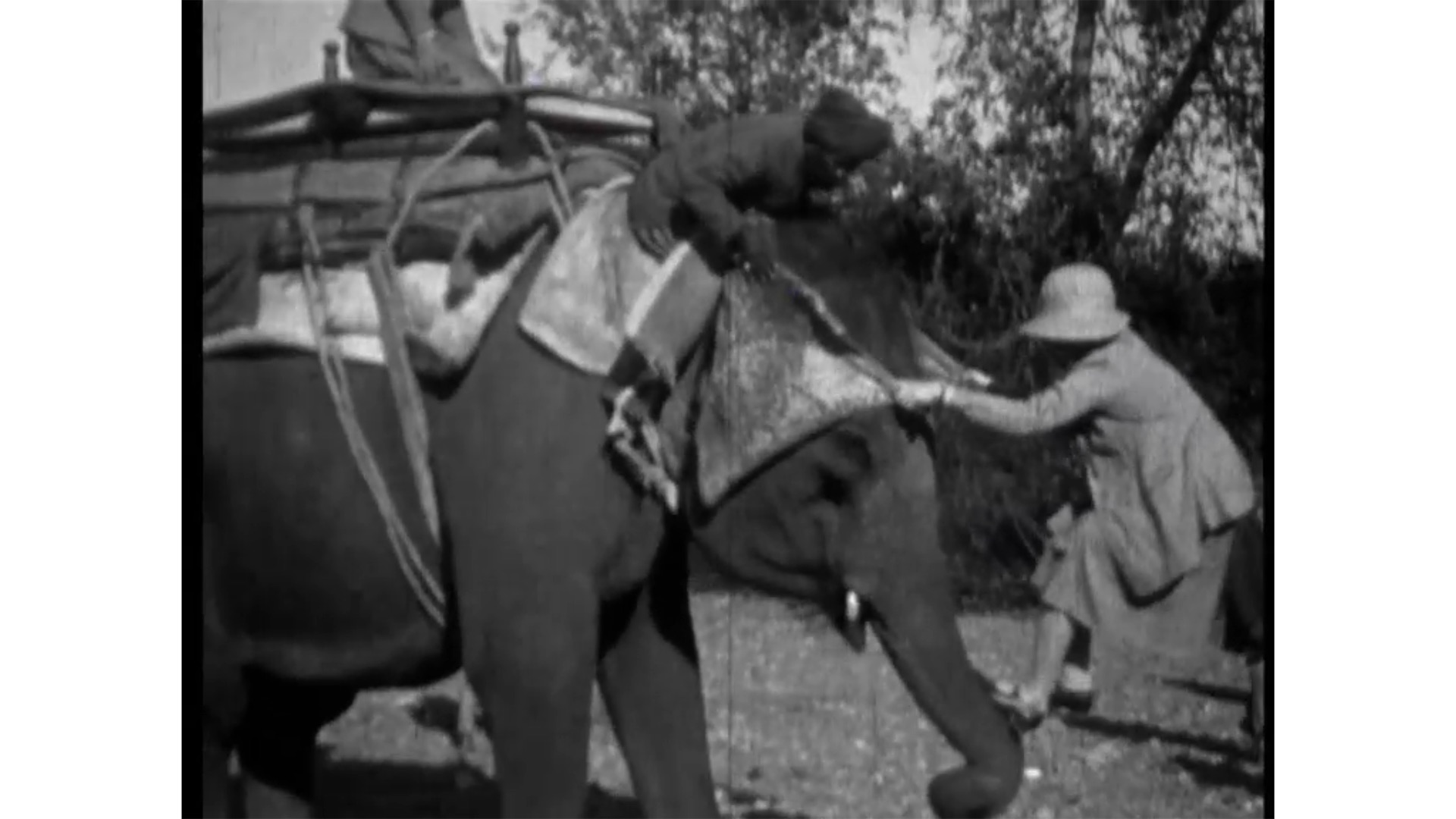 Elephant.jpg