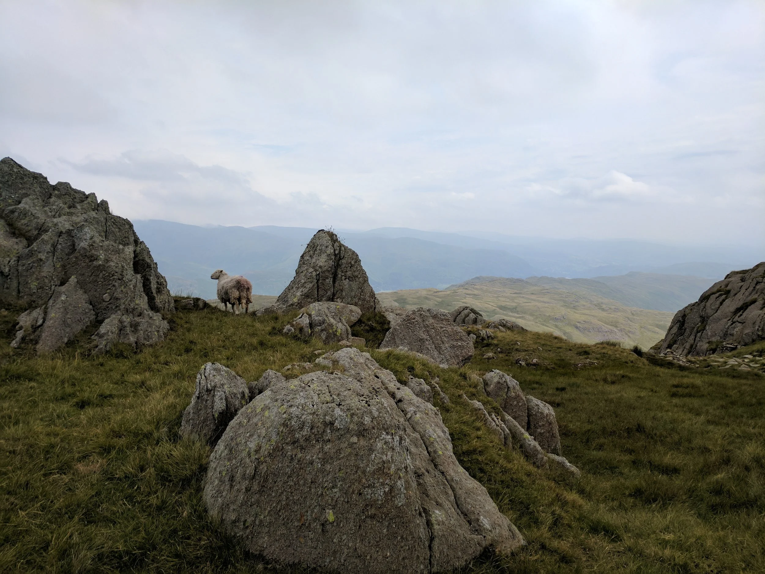Another majestic sheep