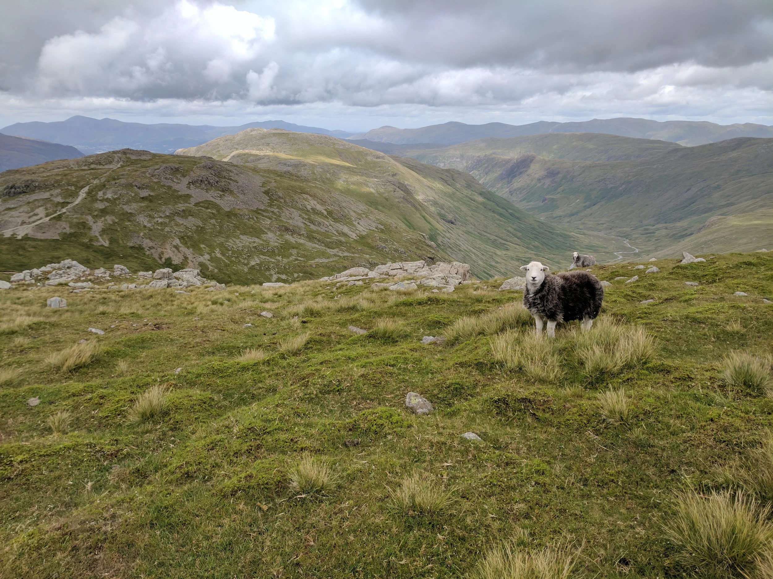 Our first good sheep photo for the day