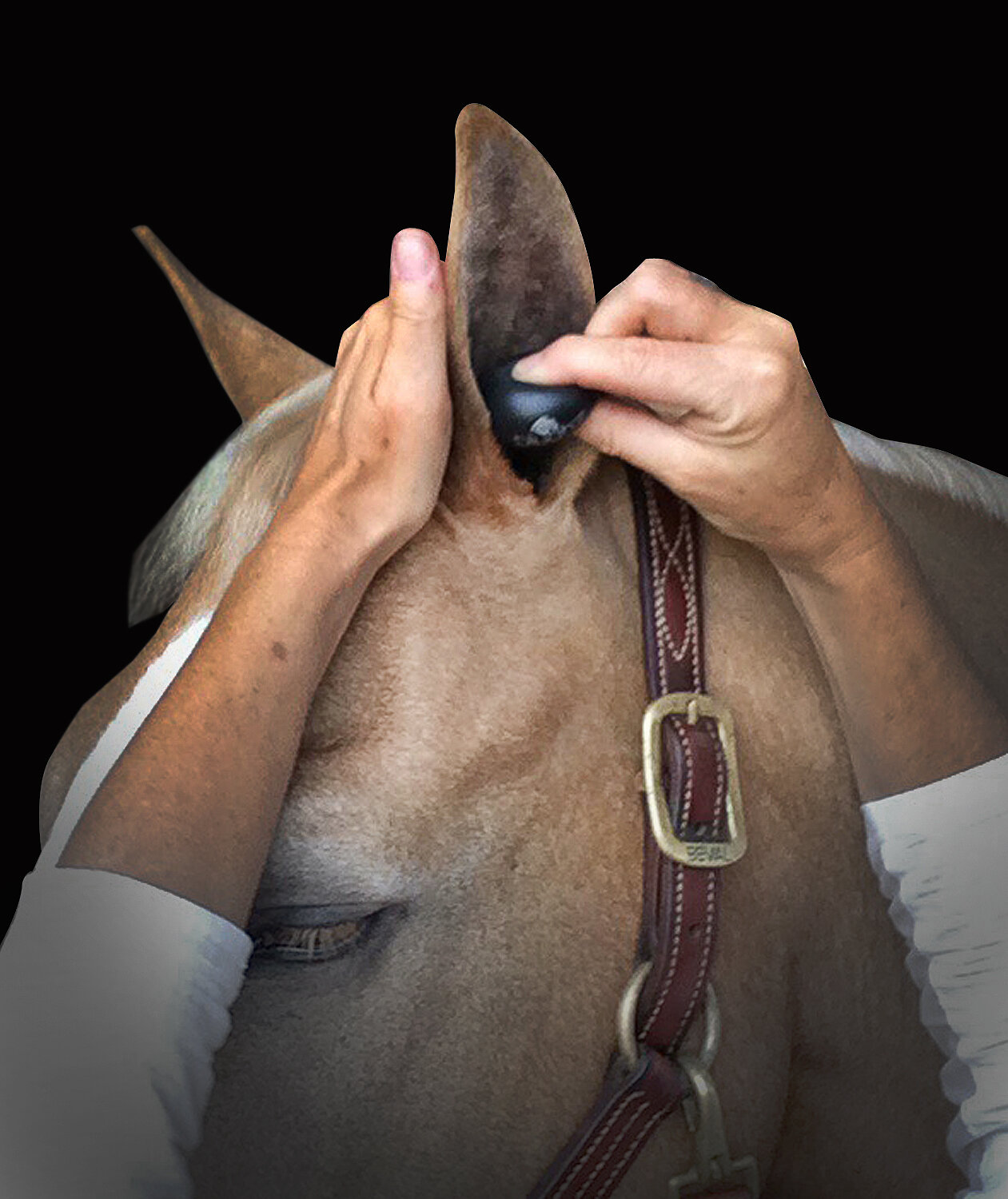 Plughz equine Ear Plugs stable Pack Premium tappi per le orecchie per cavalli 