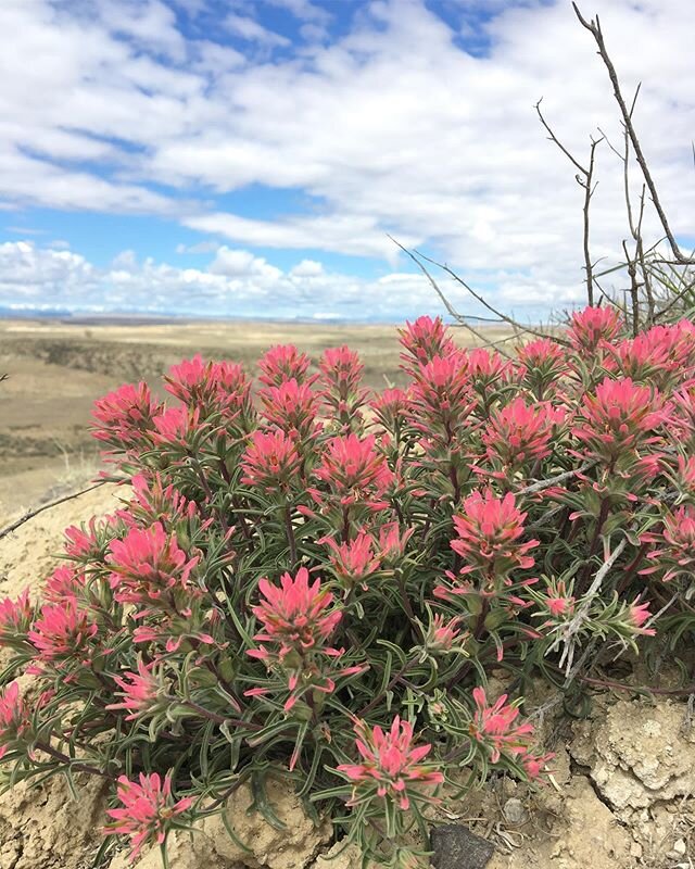 Can't post just one of such a beautiful day! Badlands in spring are 👌
.
.
.
.
.
#wyoming
#wander 
#badlands 
#spring 
#desertflowers 
#myinspiration