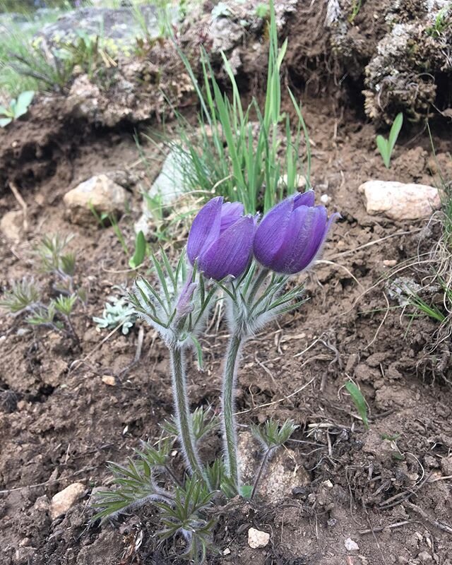 Oh the beauty of the earth. 
#mountains #spring