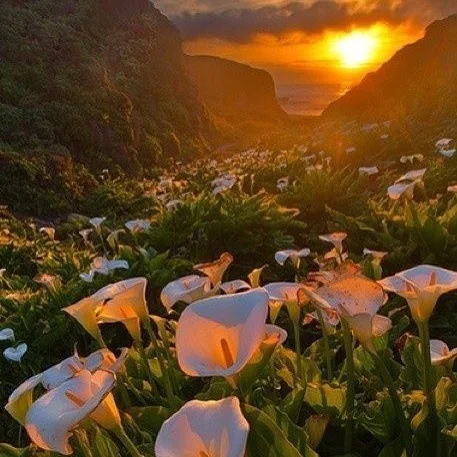 GLORIOUS NATURE 🌿🌻🌿🌻🌿🌻🌿🌻🌿🌻
Each morning you are given an opportunity to make a fresh start, redo, refocus, reconnect to our inner light and true nature. Each day you can create a new and draw on the power of nature for inspiration, clarity,