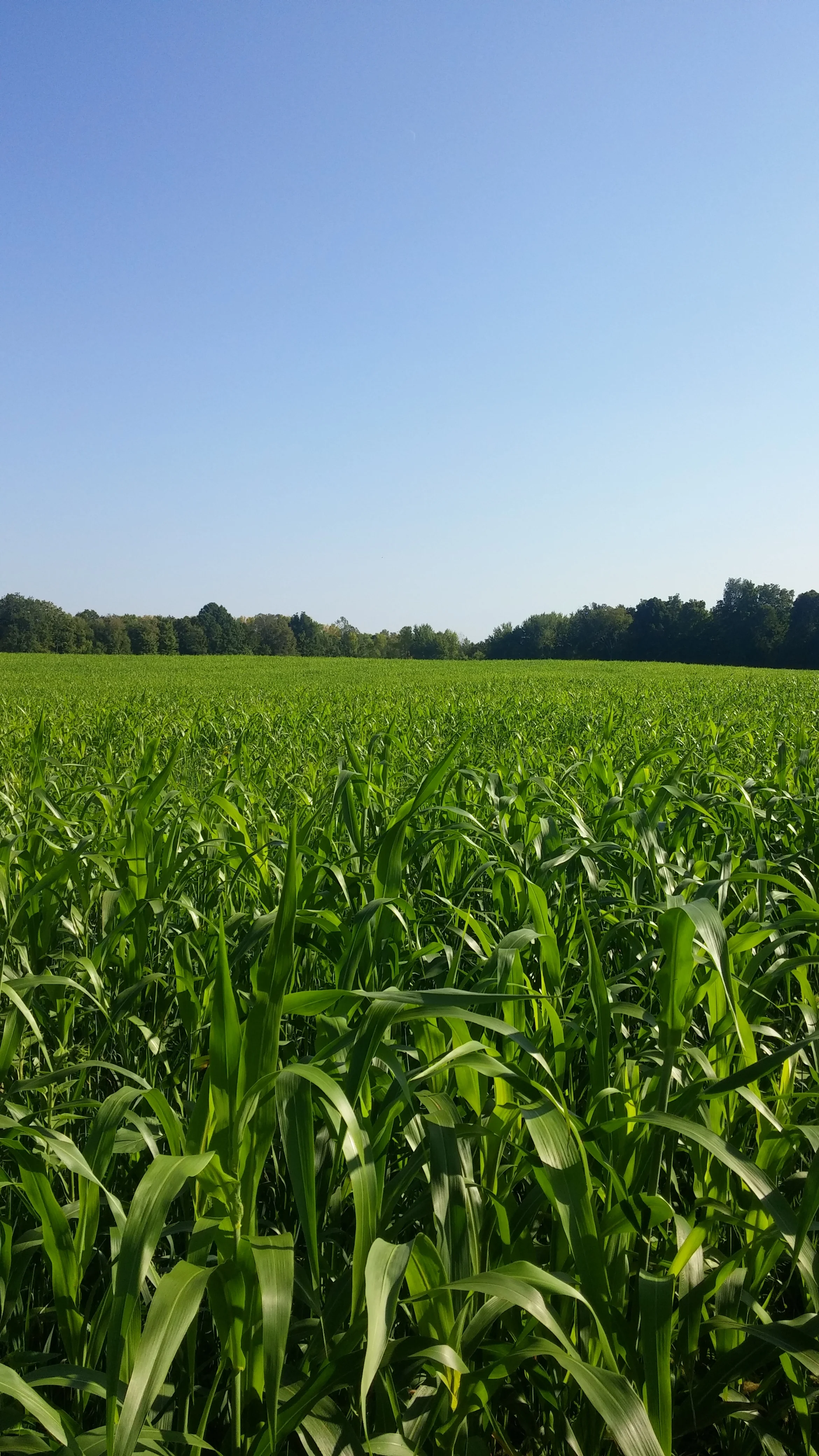 10 species mix after oats, 2 months after planting 2016