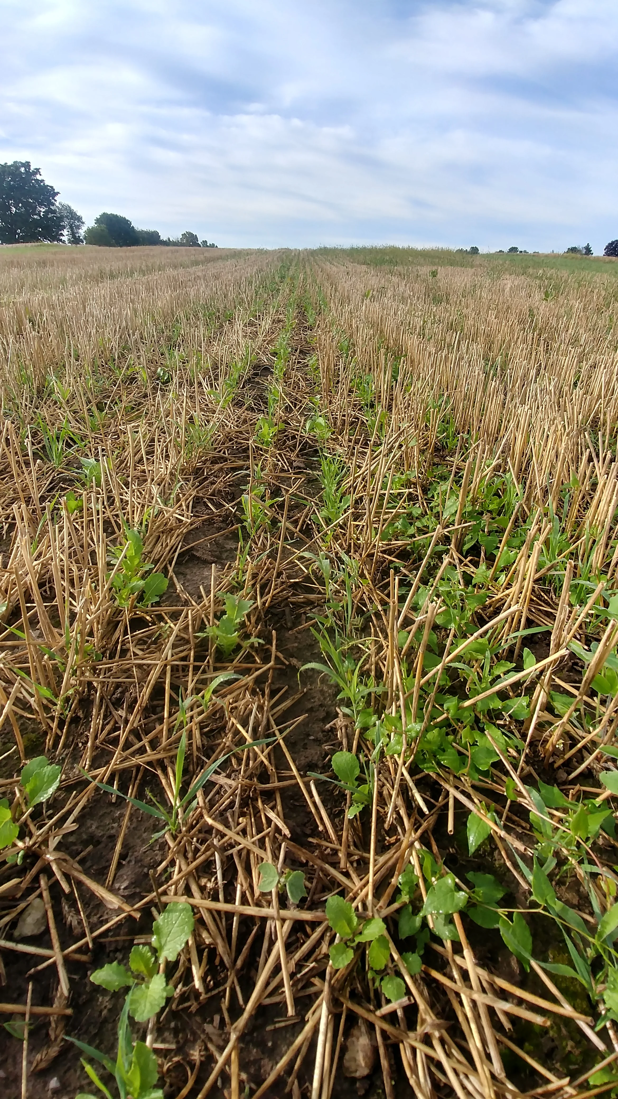 11 species mix after rye, one month after planting 2017