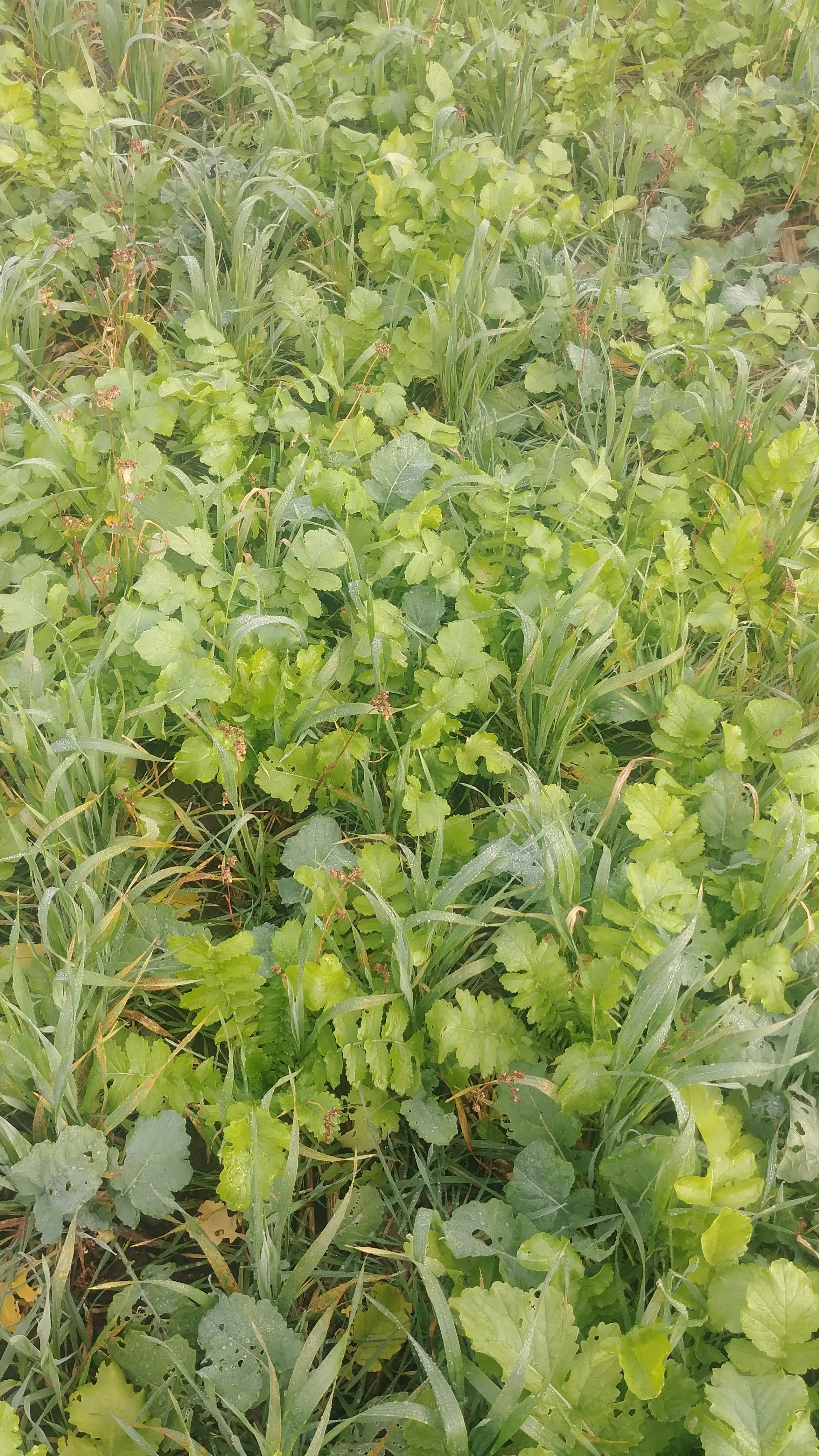 6 species mix after sweet corn 2017
