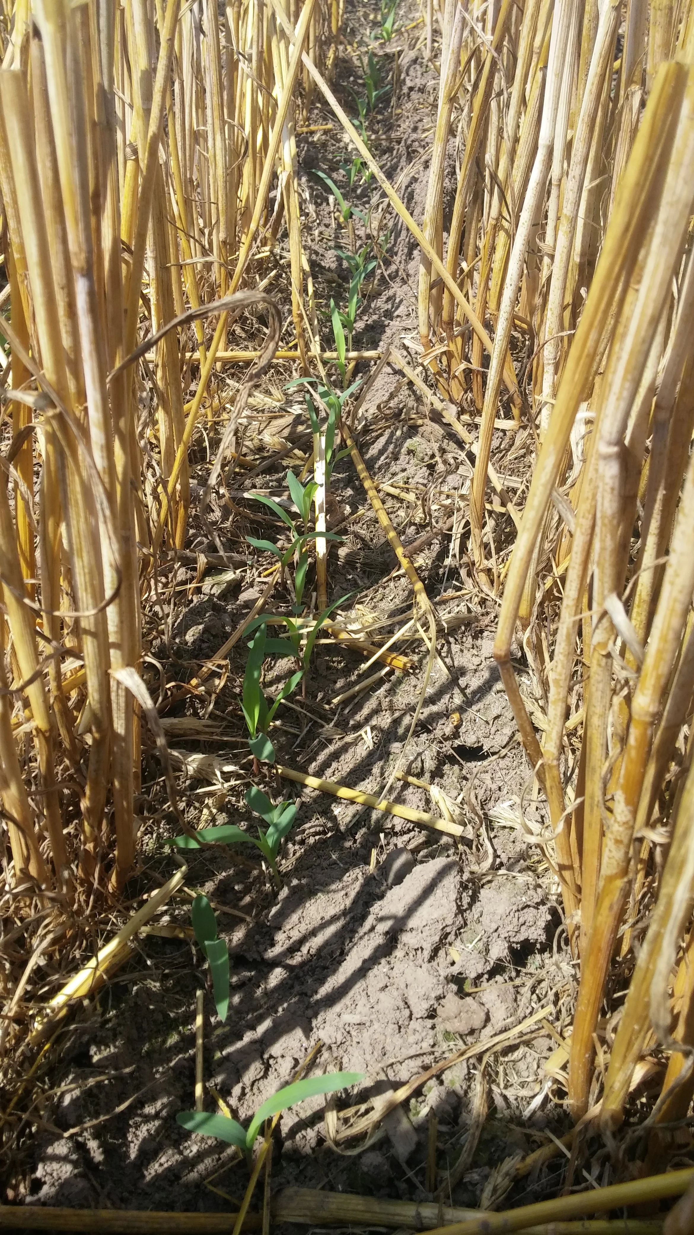 Sorghum sudangrass no-tilled after rye during drought of 2016