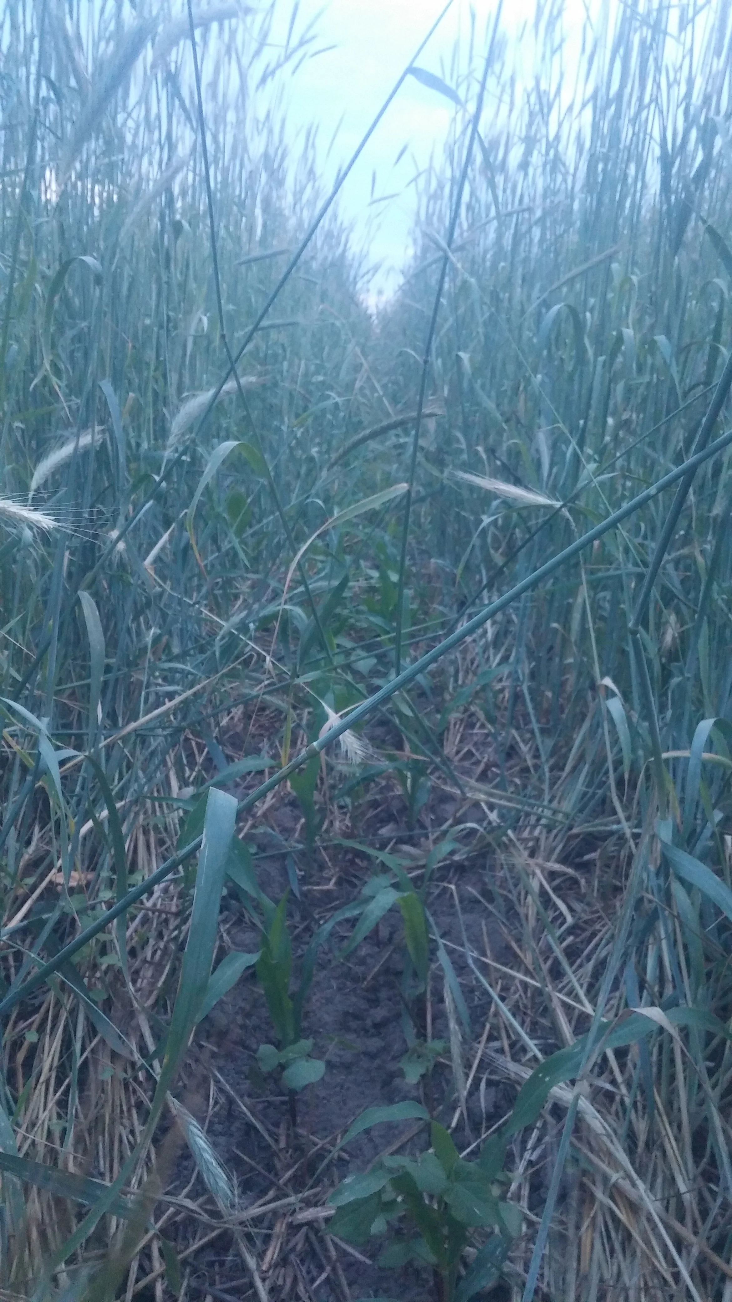 The beginning of No-till "organic" corn spring 2017, this field scale plot went 130 bu/ac. Though this plot was not certified organic the concepts used to grow it could all translate to certified organic production.