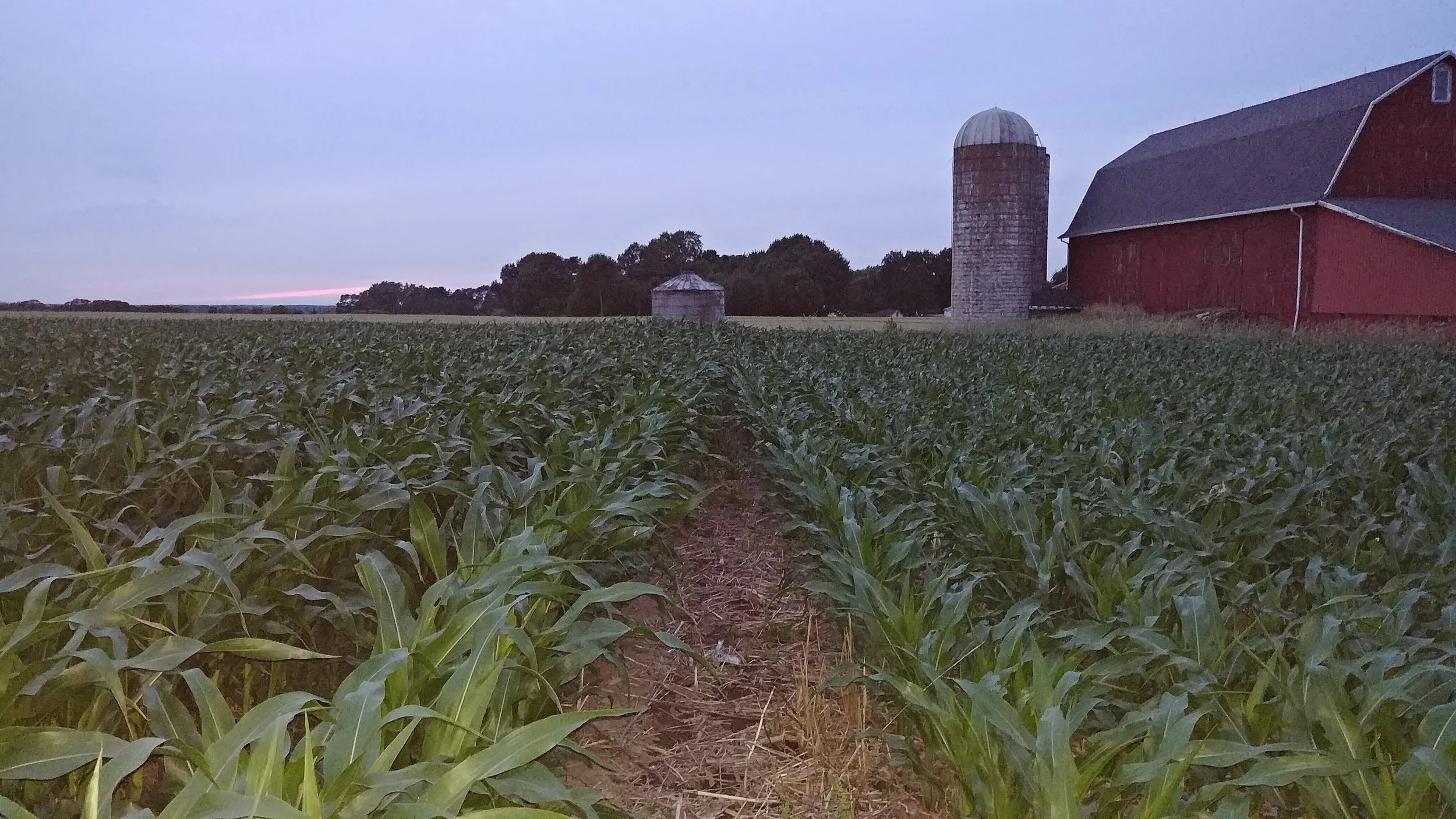 High yielding strip till corn on left (field has always been in production) versus low input no-till corn on right (50 years in pasture/lawn previously been in no till production for 4 years now) 235 bu/acre on left 190 bu/acre on right