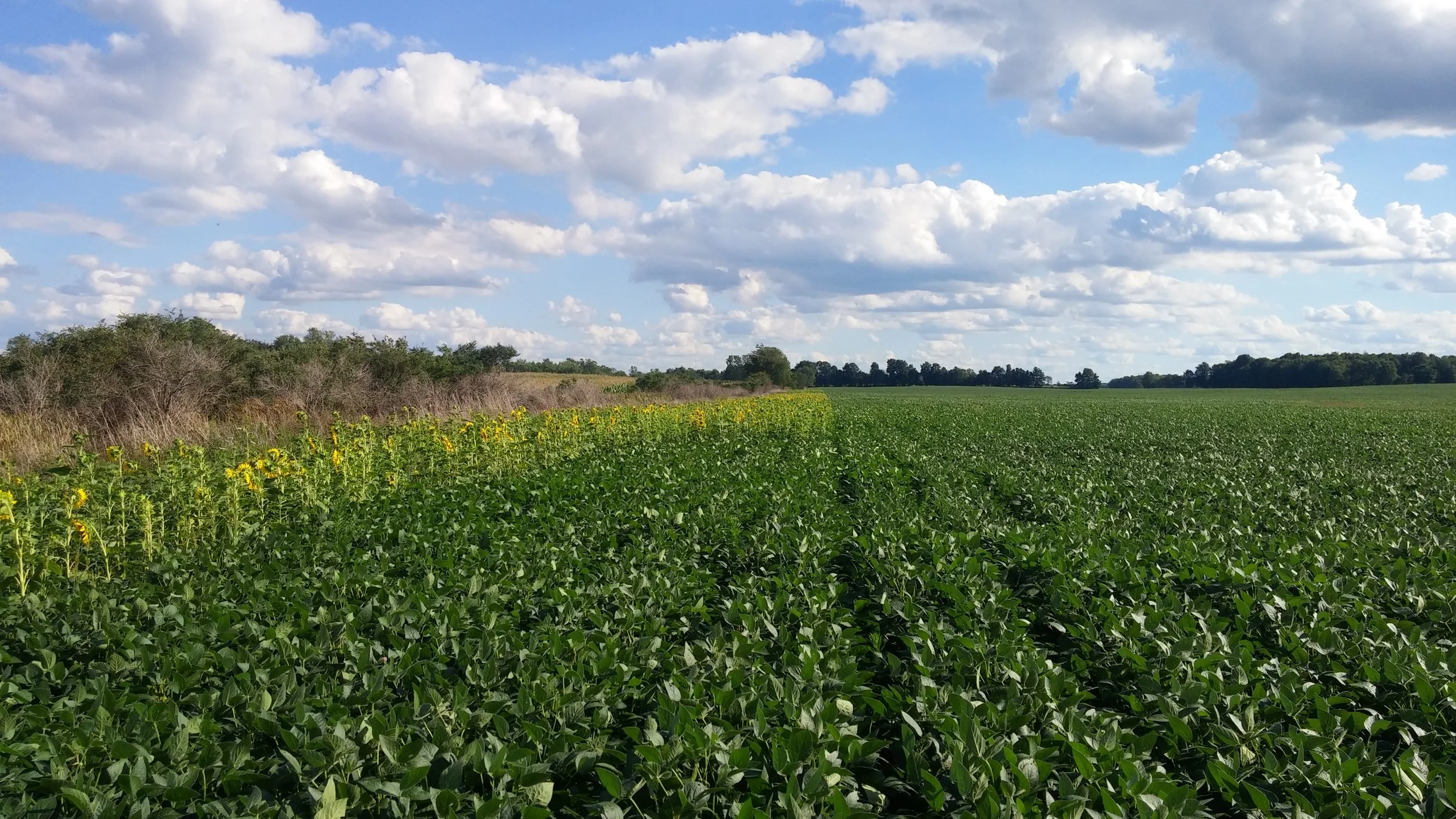 Pollinator strip in field of soybeans 2016 intended to attract bees for pollination of soybeans