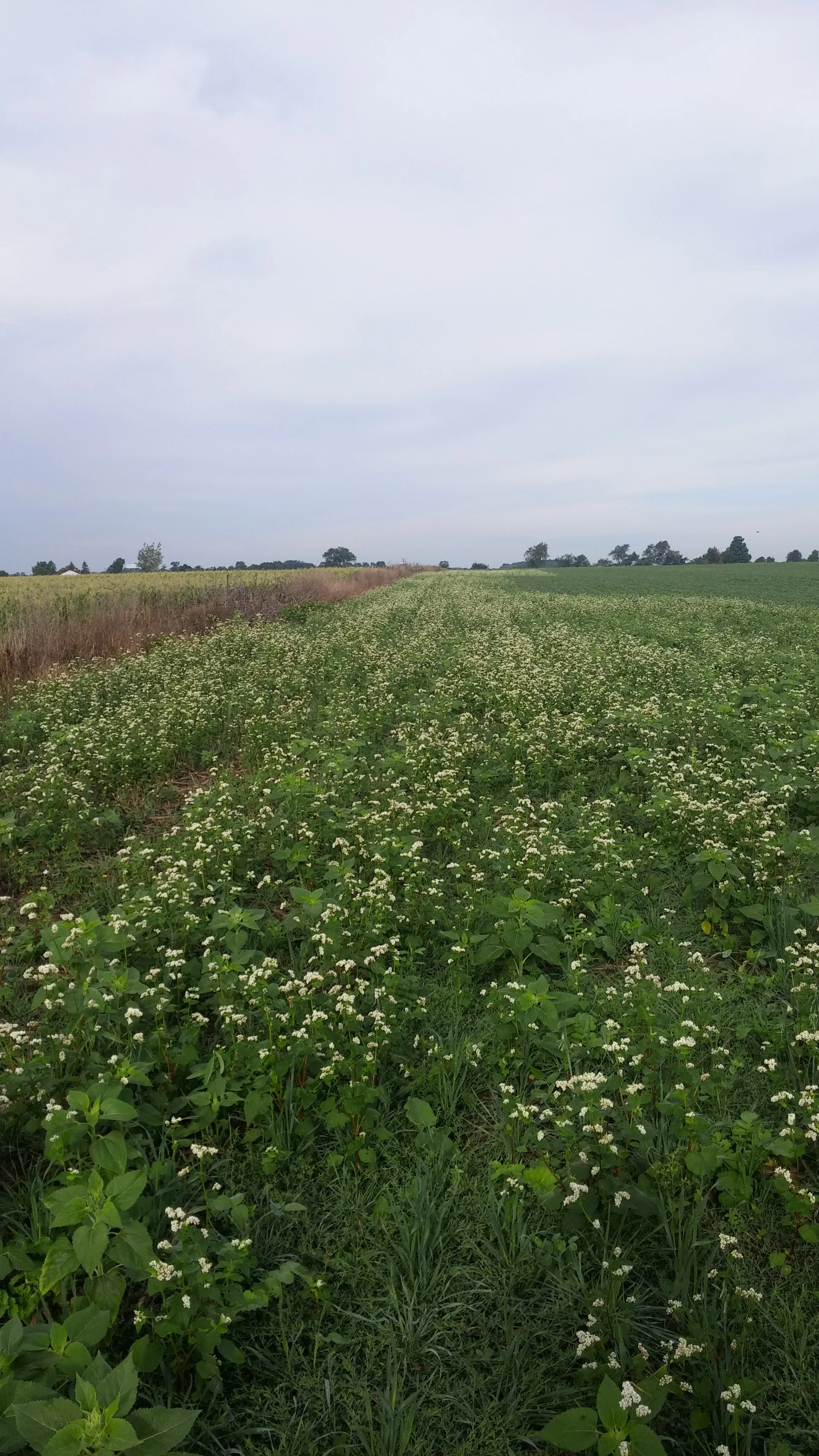 Pollinator strip in a field of soybeans 2016