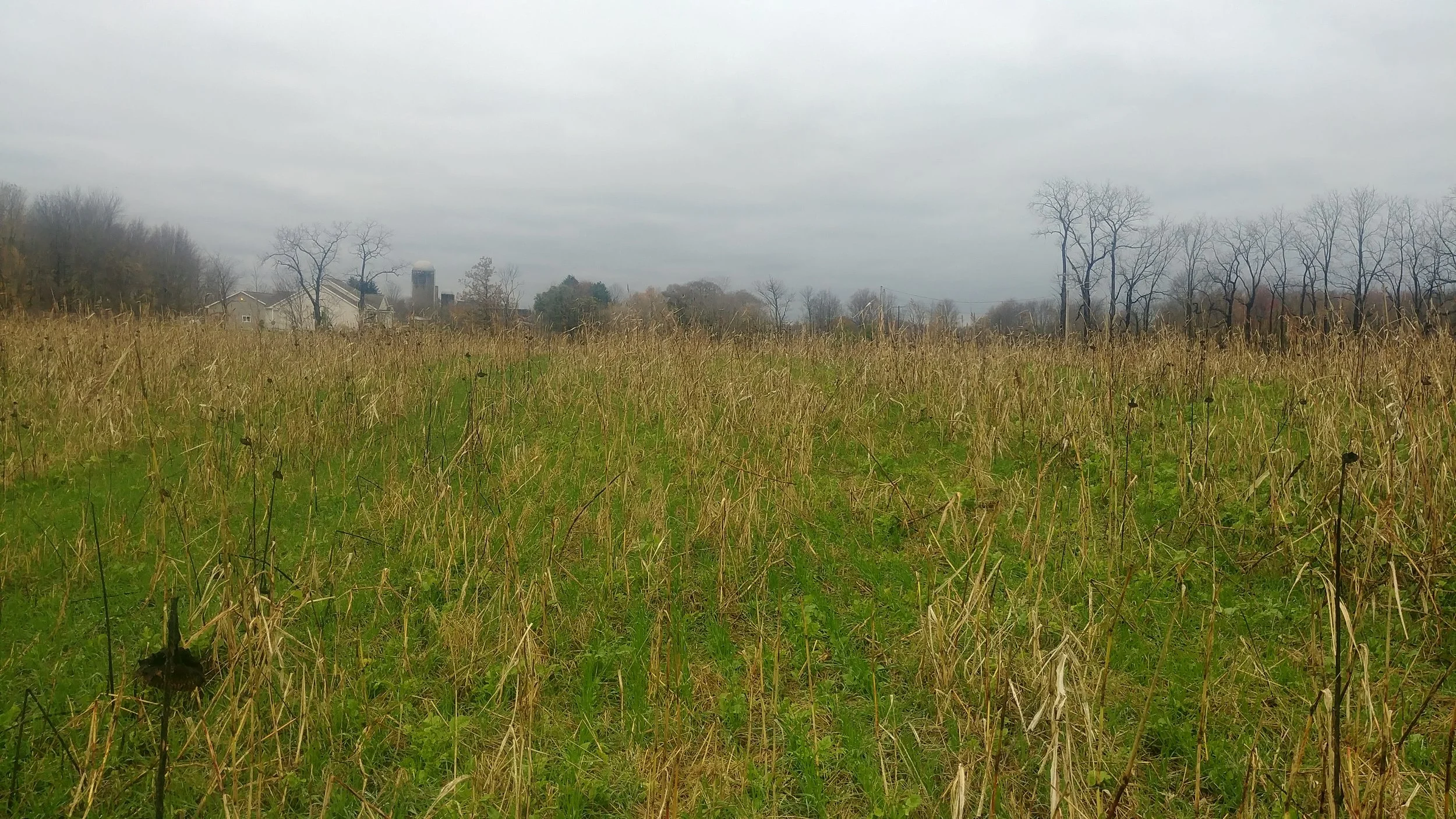 Wheat planted into cover crop November 2017