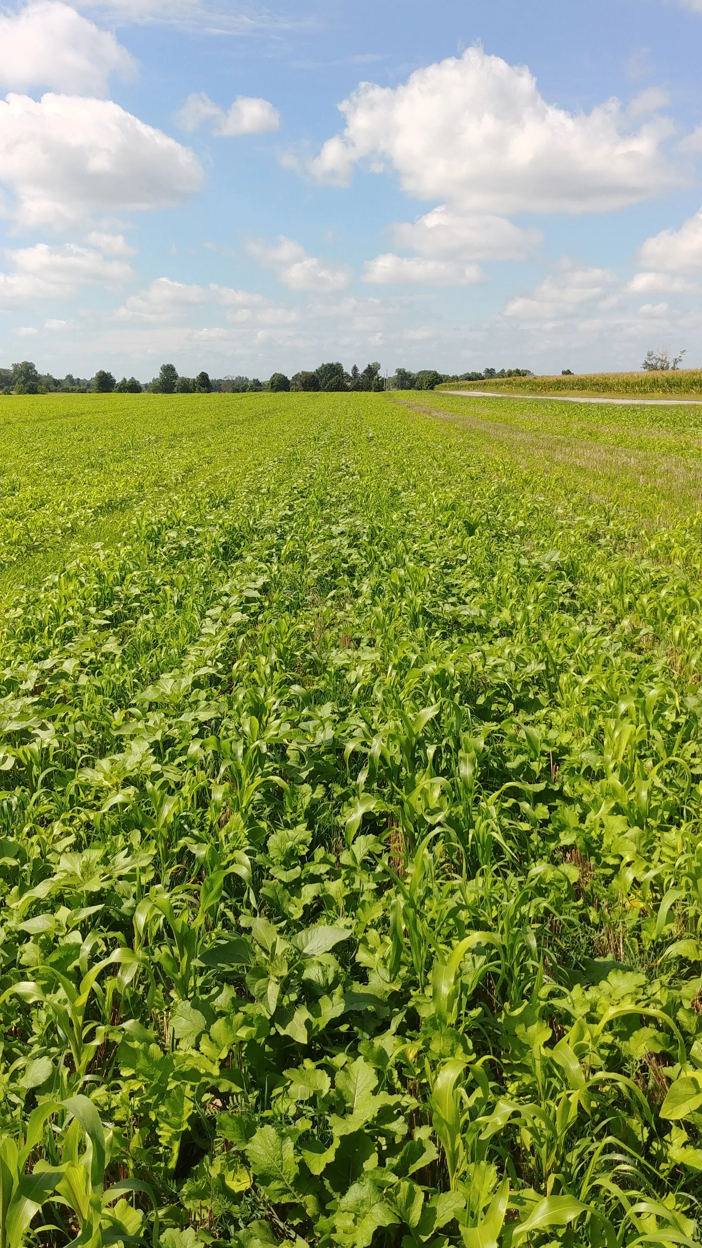 2018 small grains mix- bio strip till a few weeks after planting