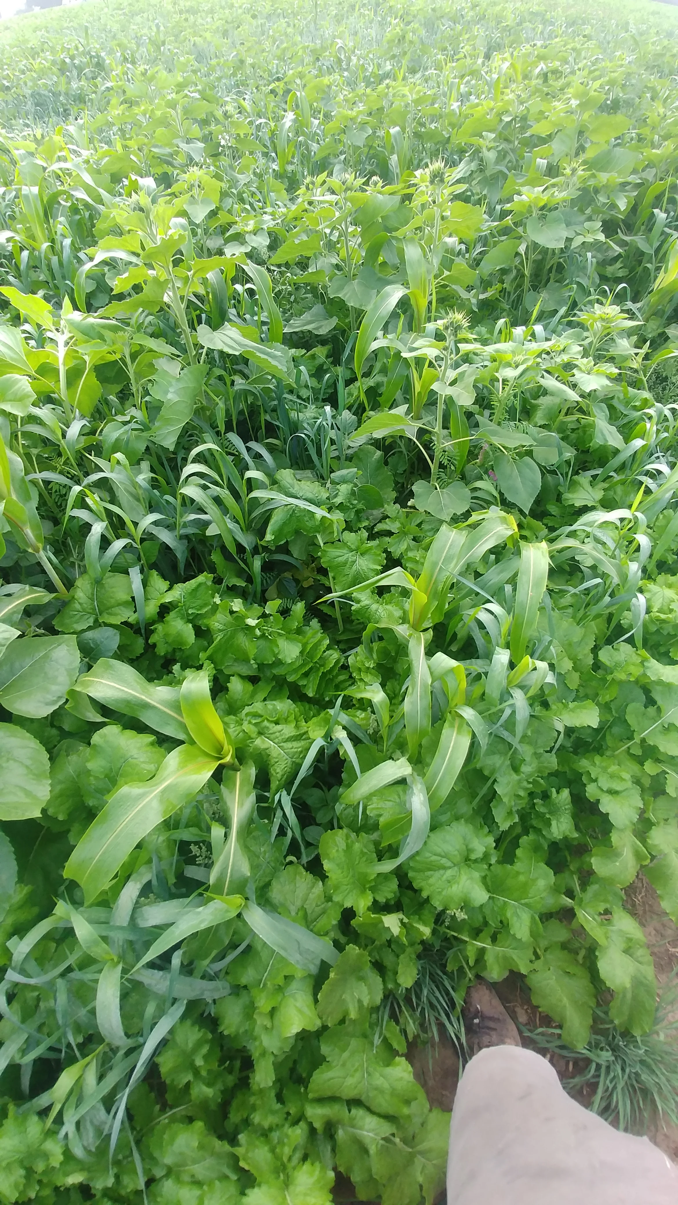 bio strip till mix look at all that biomass