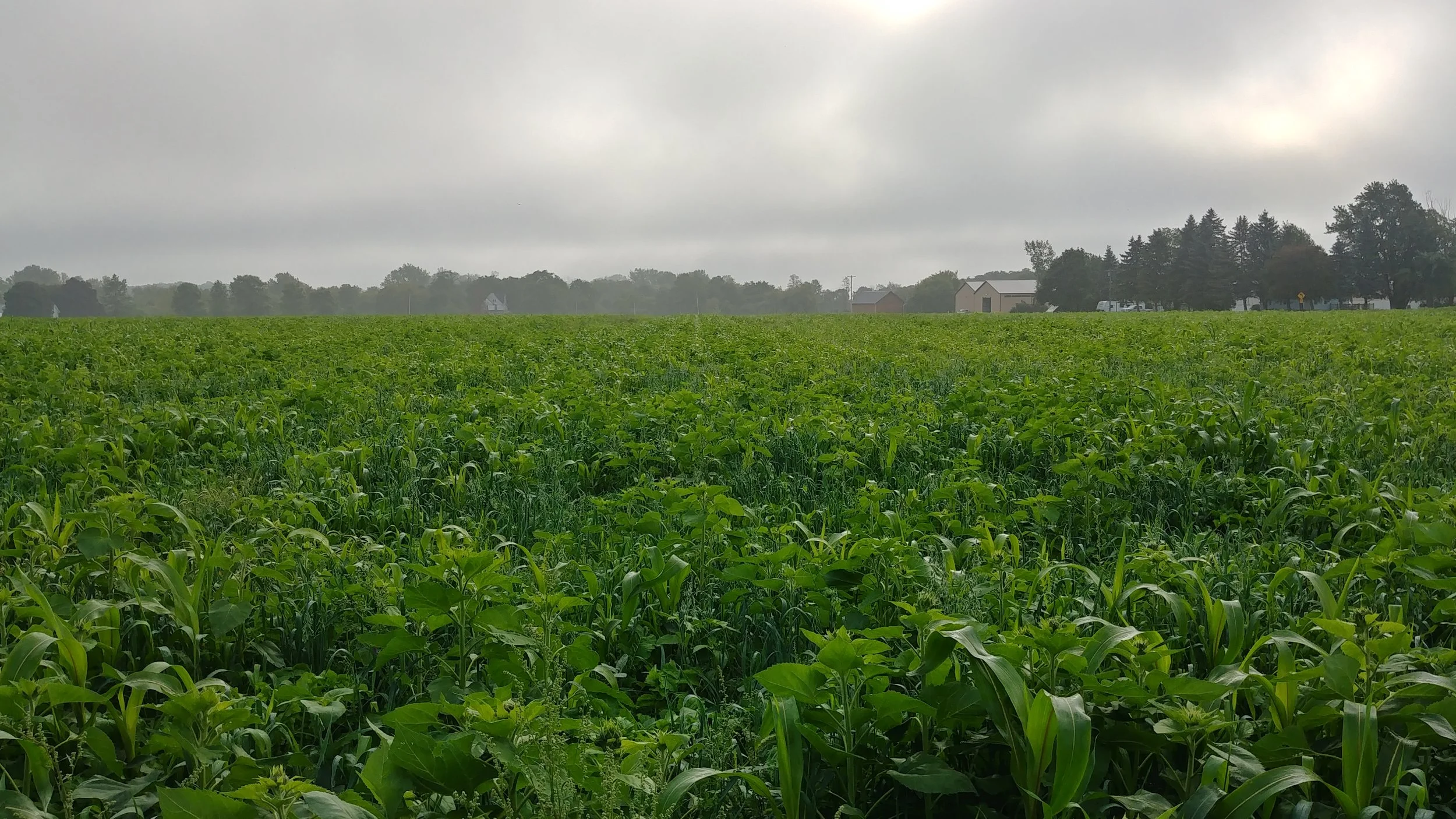 bio strip till mix just before the sunflowers bloomed