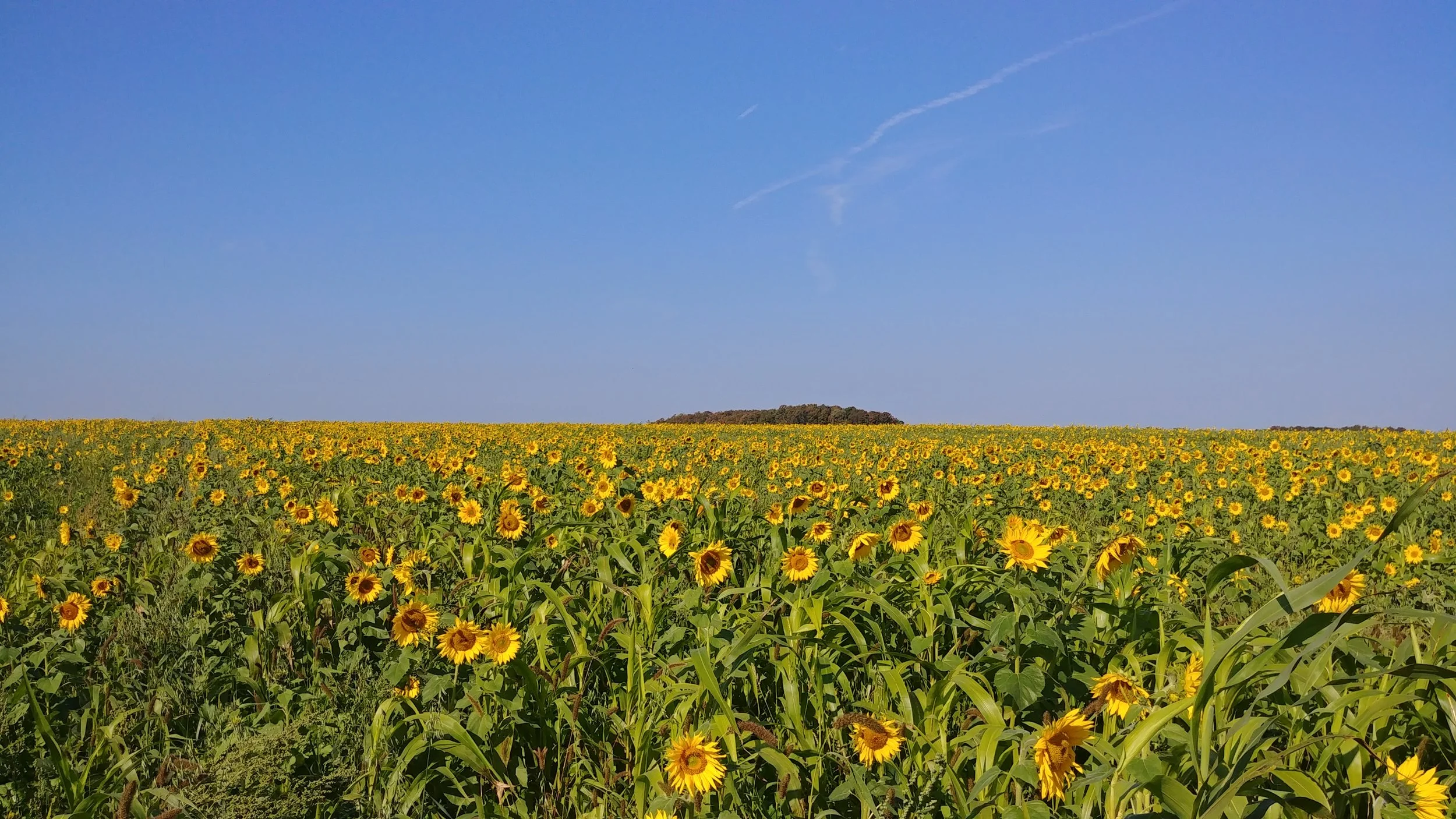 the bio strip till mix after the sunflowers had reached peak bloom