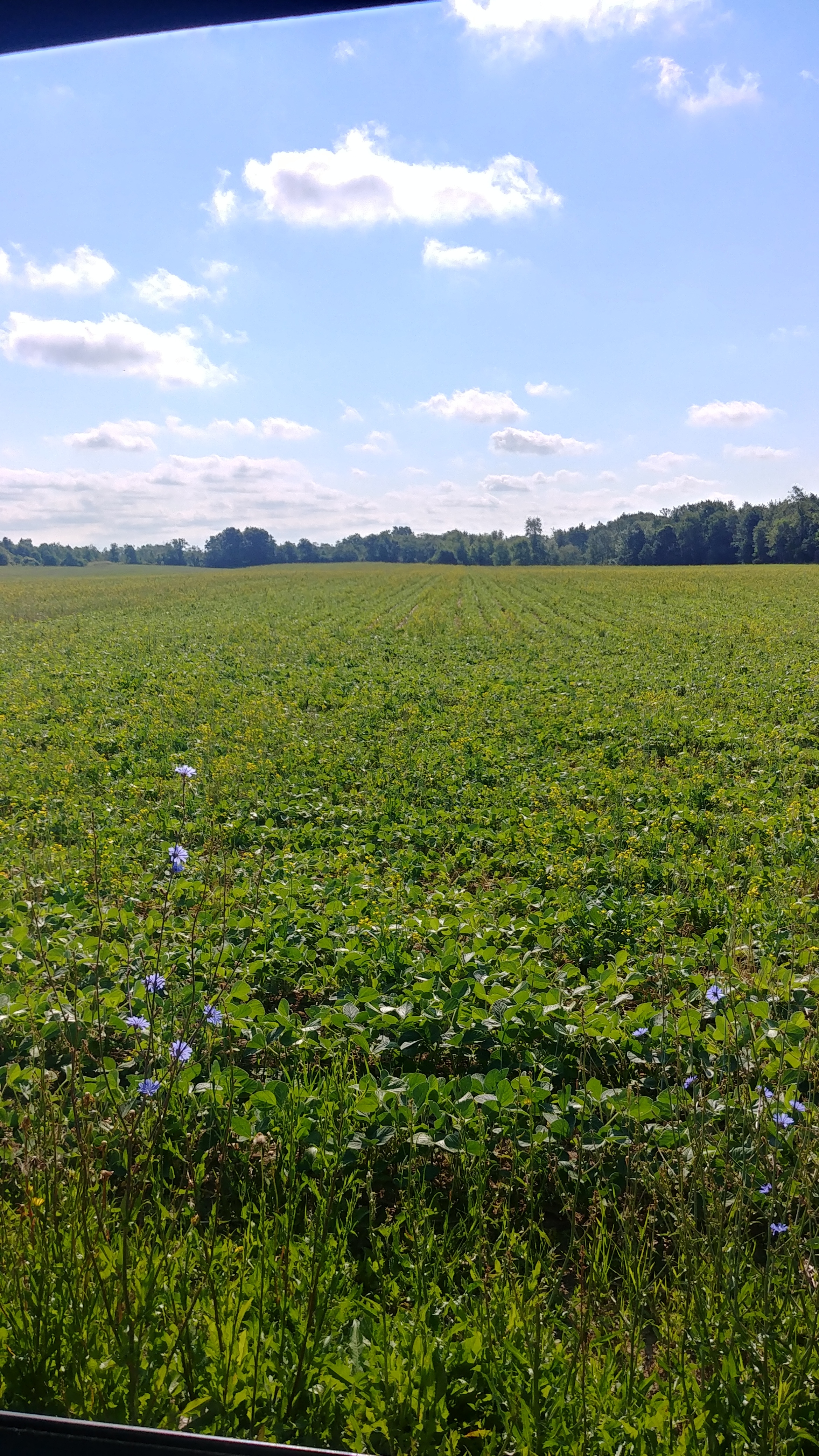 view of the beans prior to the rapeseed bolting. estimated yield would have been 75-80 bushel per acre