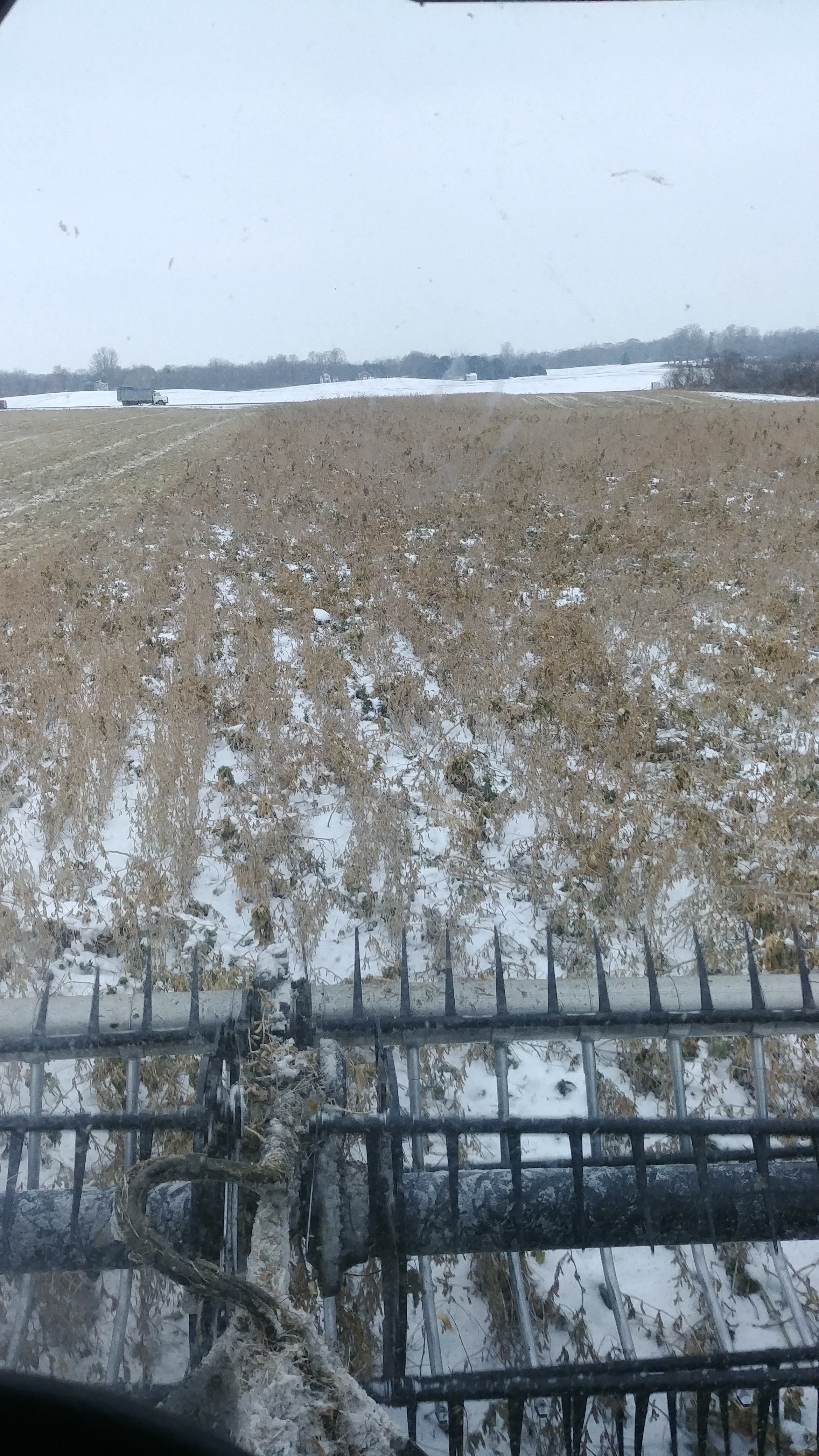 the rapeseed was difficult to control in the soybeans because they are both broadleaf plants. after the beans started to mature the rapeseed bolted and quickly became an issue. after it snowed the leaves of the rapeseed caught the snow and began to lodge, bringing the beans down with them. we were able to salvage about half of the crop so we did not lose money however this was still dissapointing.