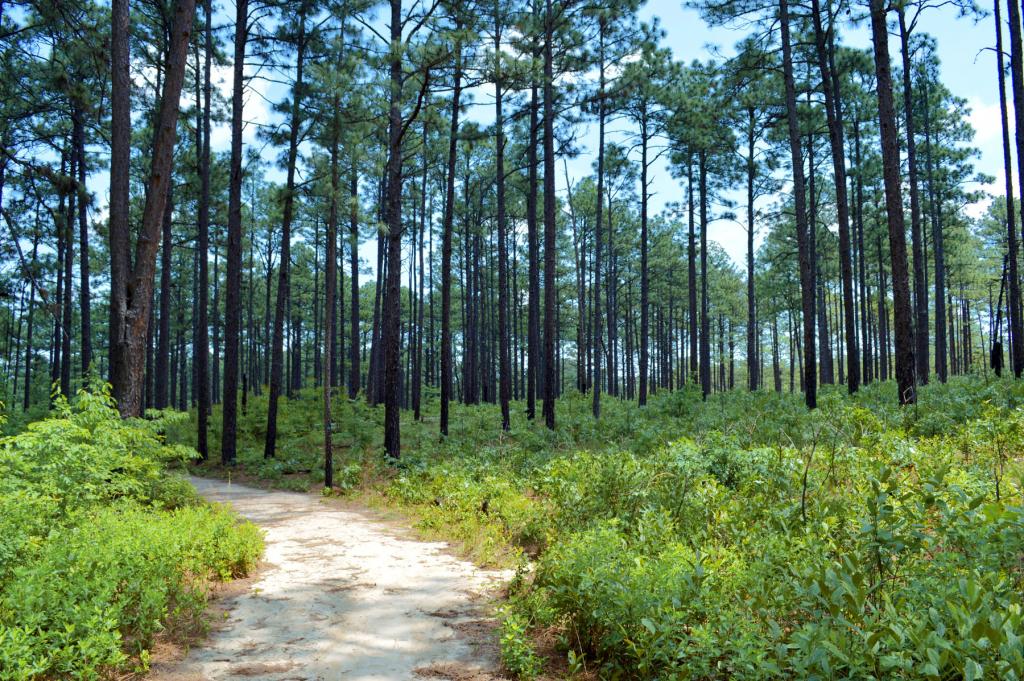 Weymouth Forest Park