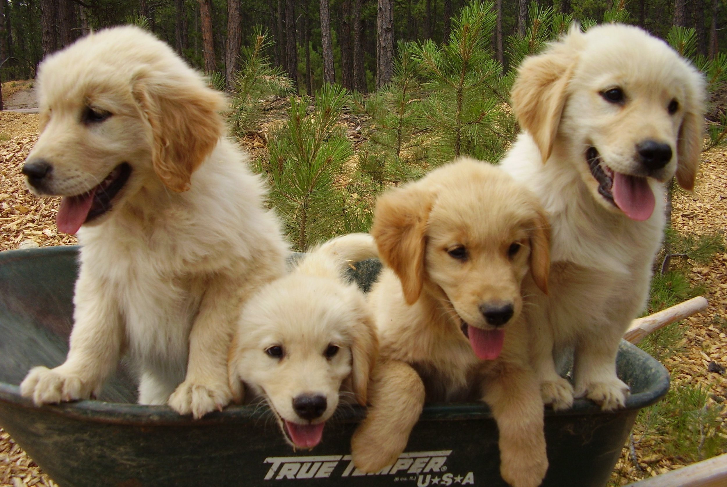Wheelbarrow pups