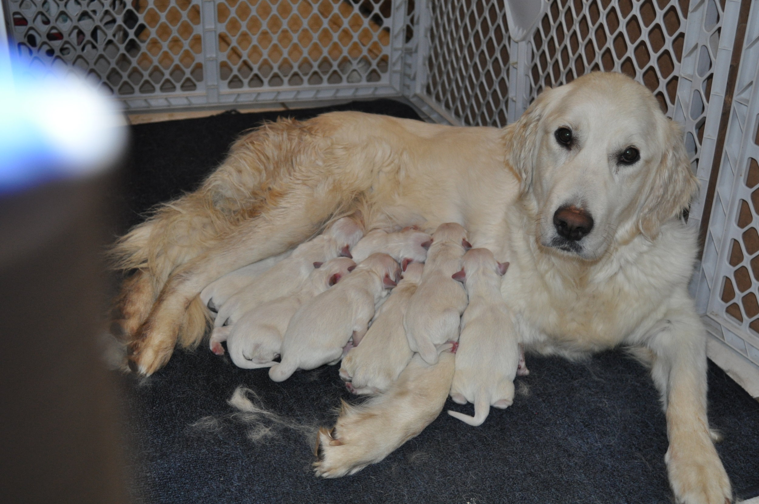 Lacey and newborn puppies