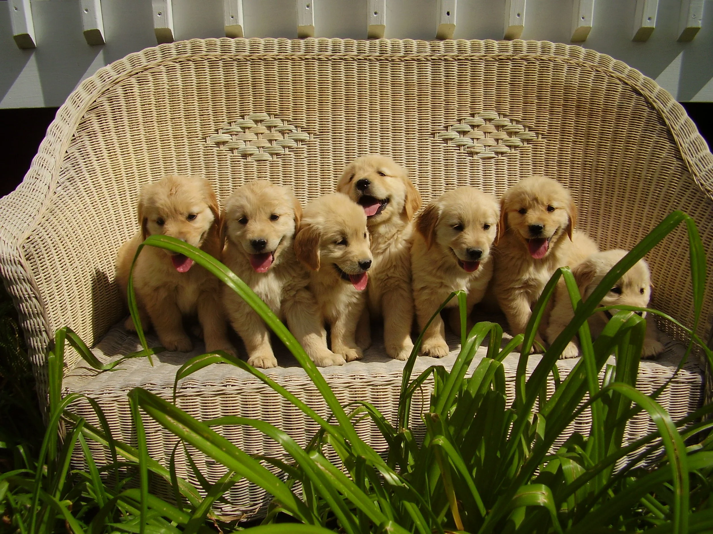 pine mountain retrievers