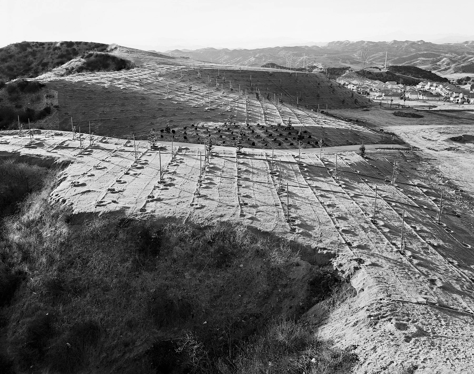 Seedlings, Valencia, California, 1997.
