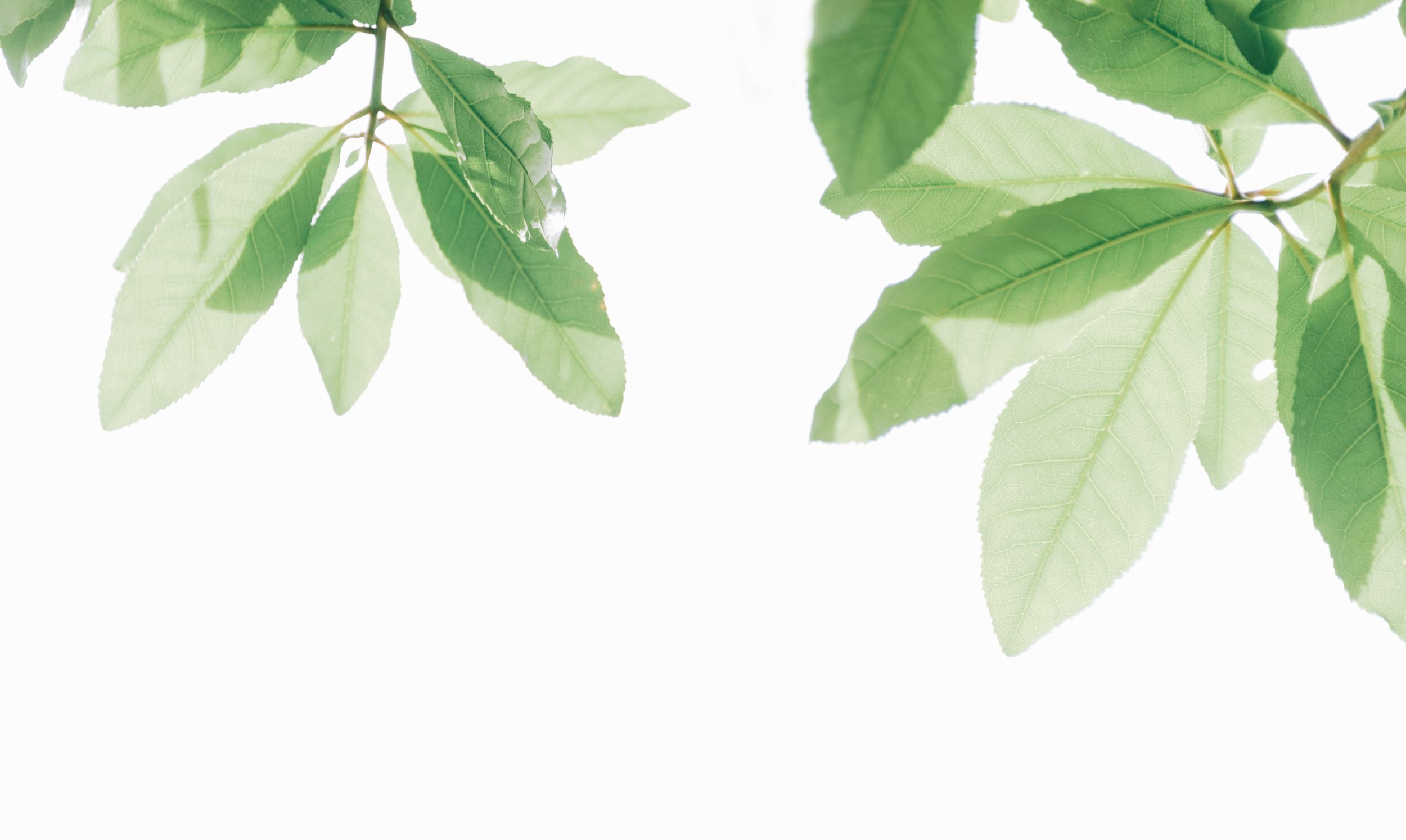 branch-bright-desktop-backgrounds-1353938-min.jpg