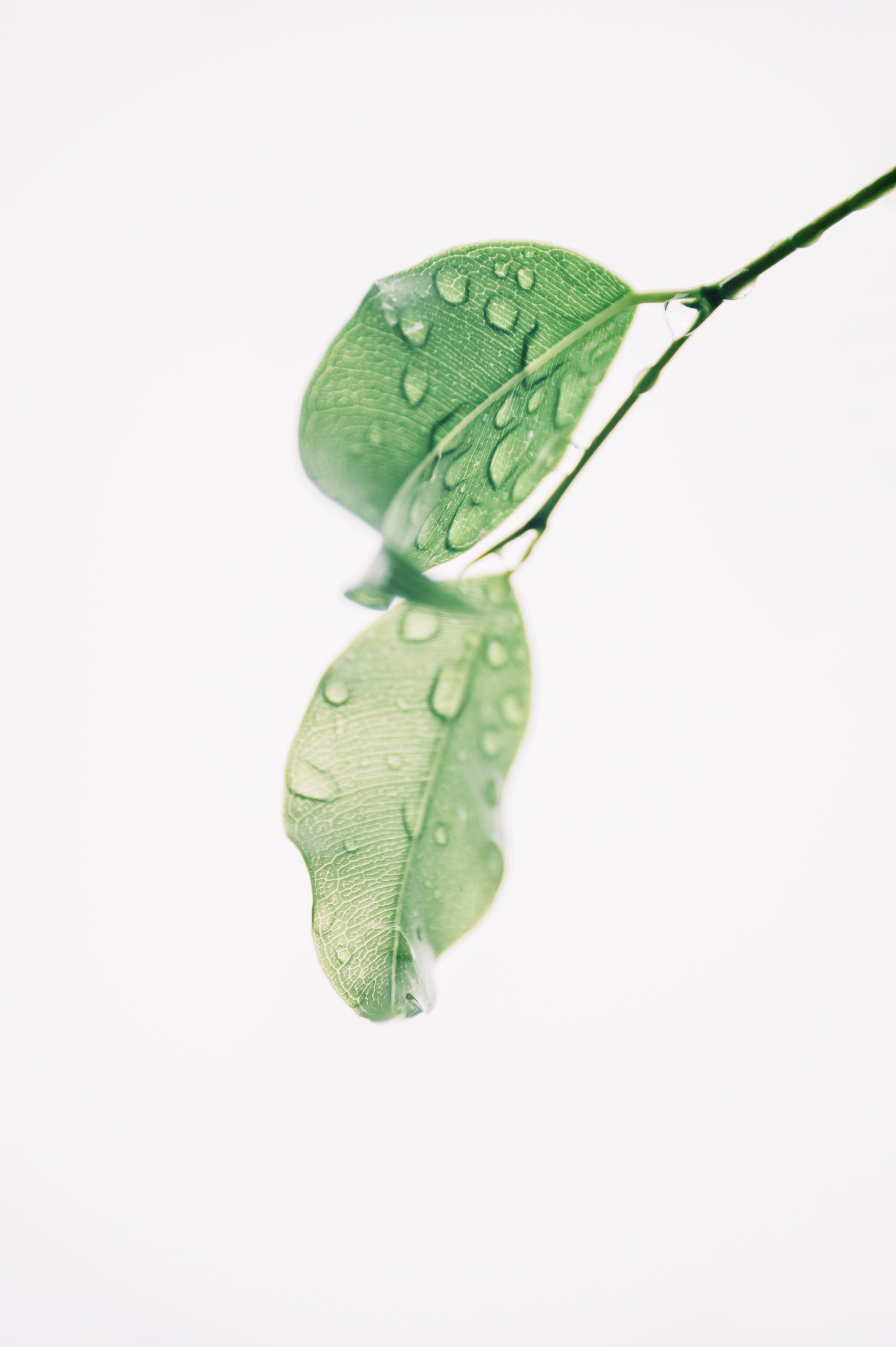 blur-botany-clean-1650627-min.jpg