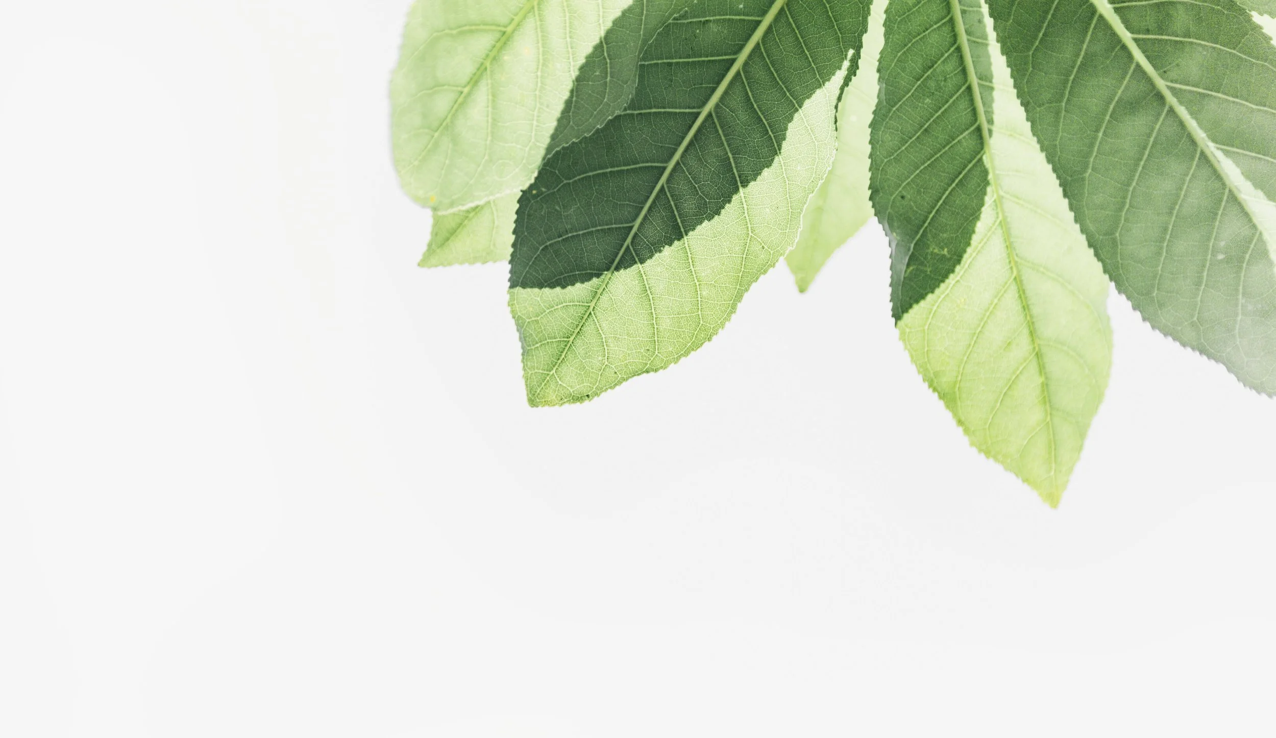 branch-bright-close-up-1650035-min.jpg