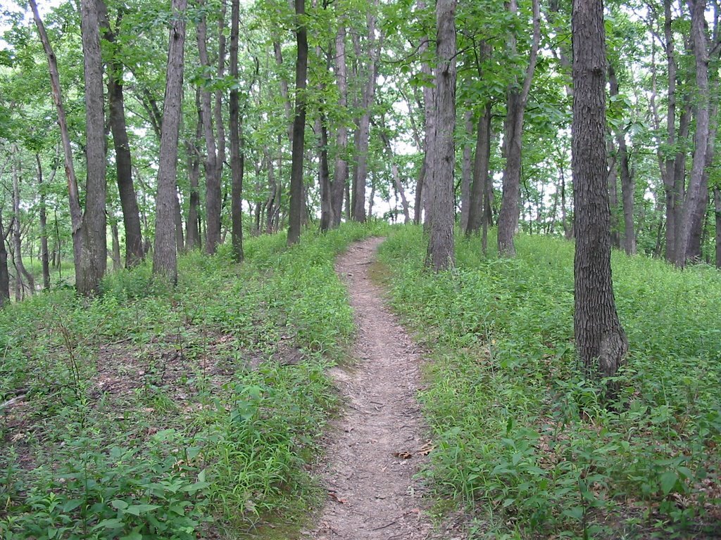 Hiking Trail Image.jpg