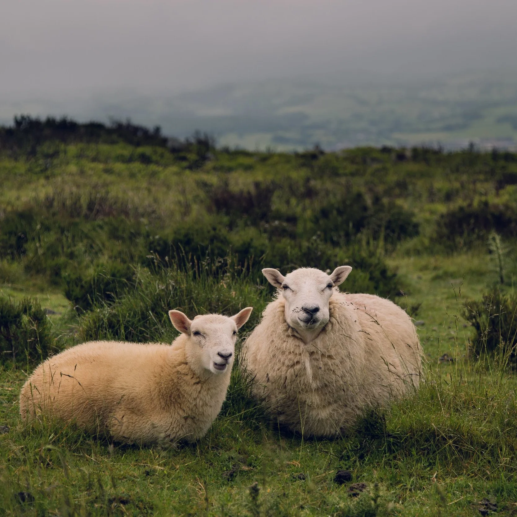 english-countryside-vacation.jpg