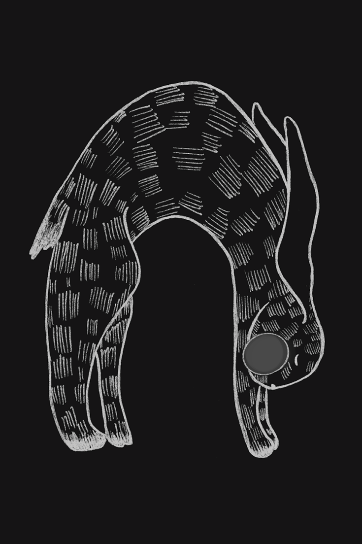 Animal Cards_FINAL17.png