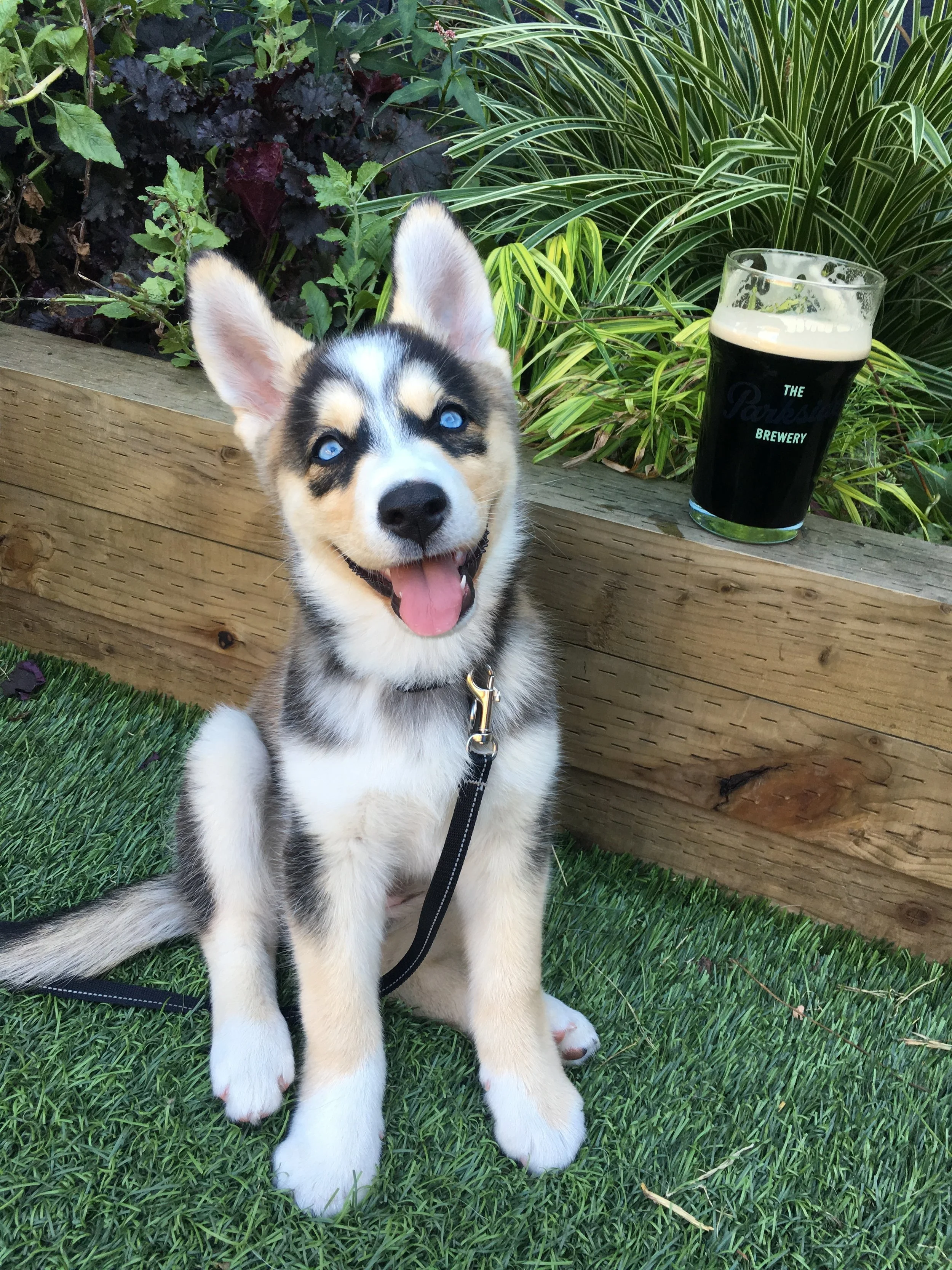 Anchored Here: Zola the Husky