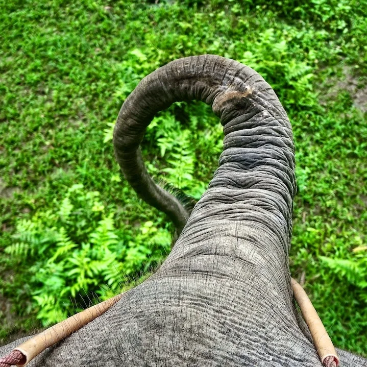 Thai Elephant.jpg
