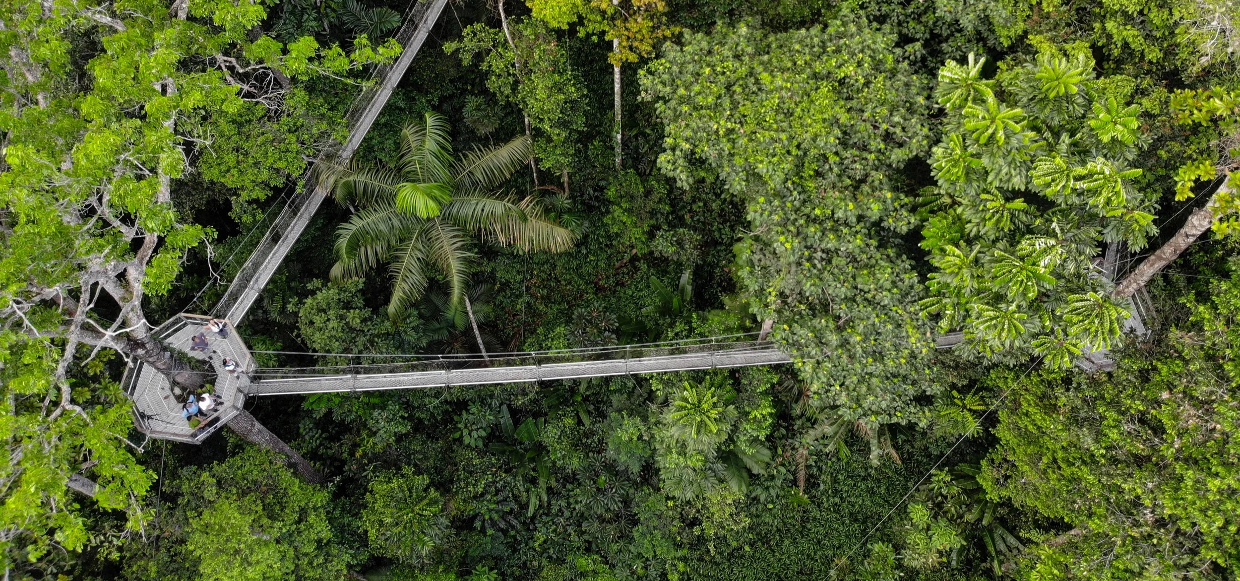Atta+Canopy+Walk+from+Above+-+%C2%A9+David+DiGregorio.jpg
