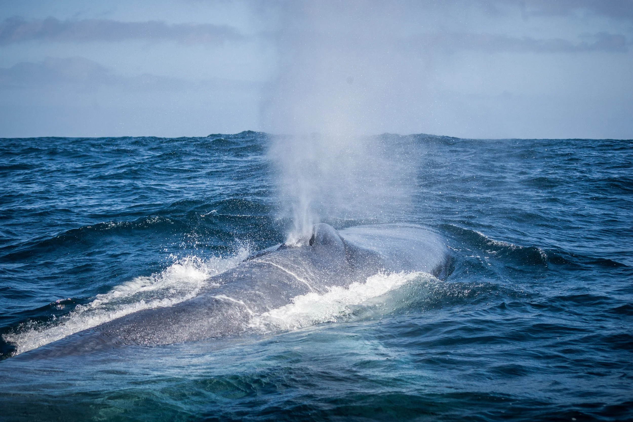 Ballena fin.jpg