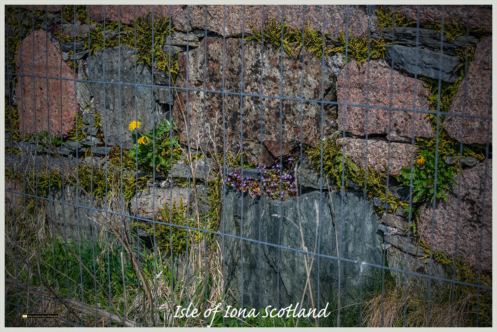 Isle of Iona Scotland DSC_2753.jpg