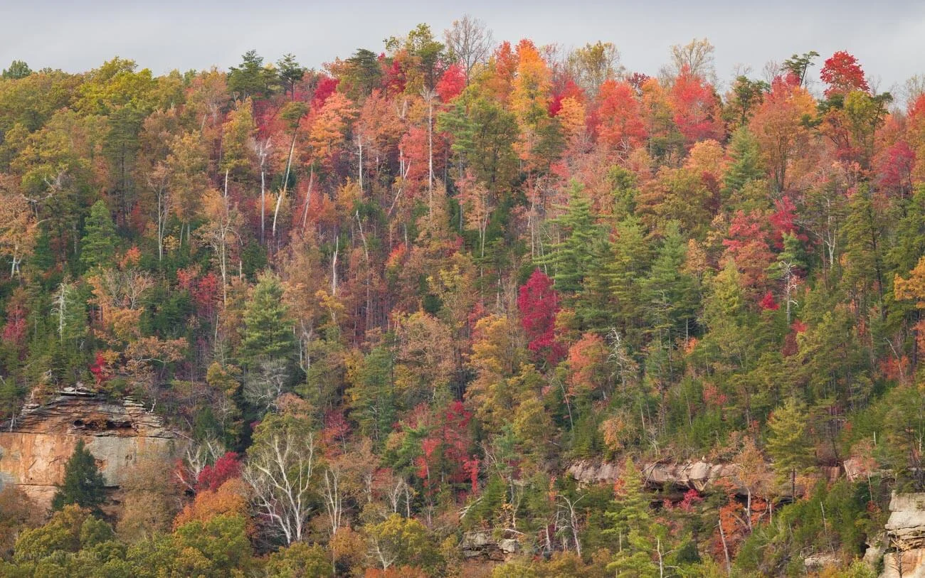 FALL-6.jpg